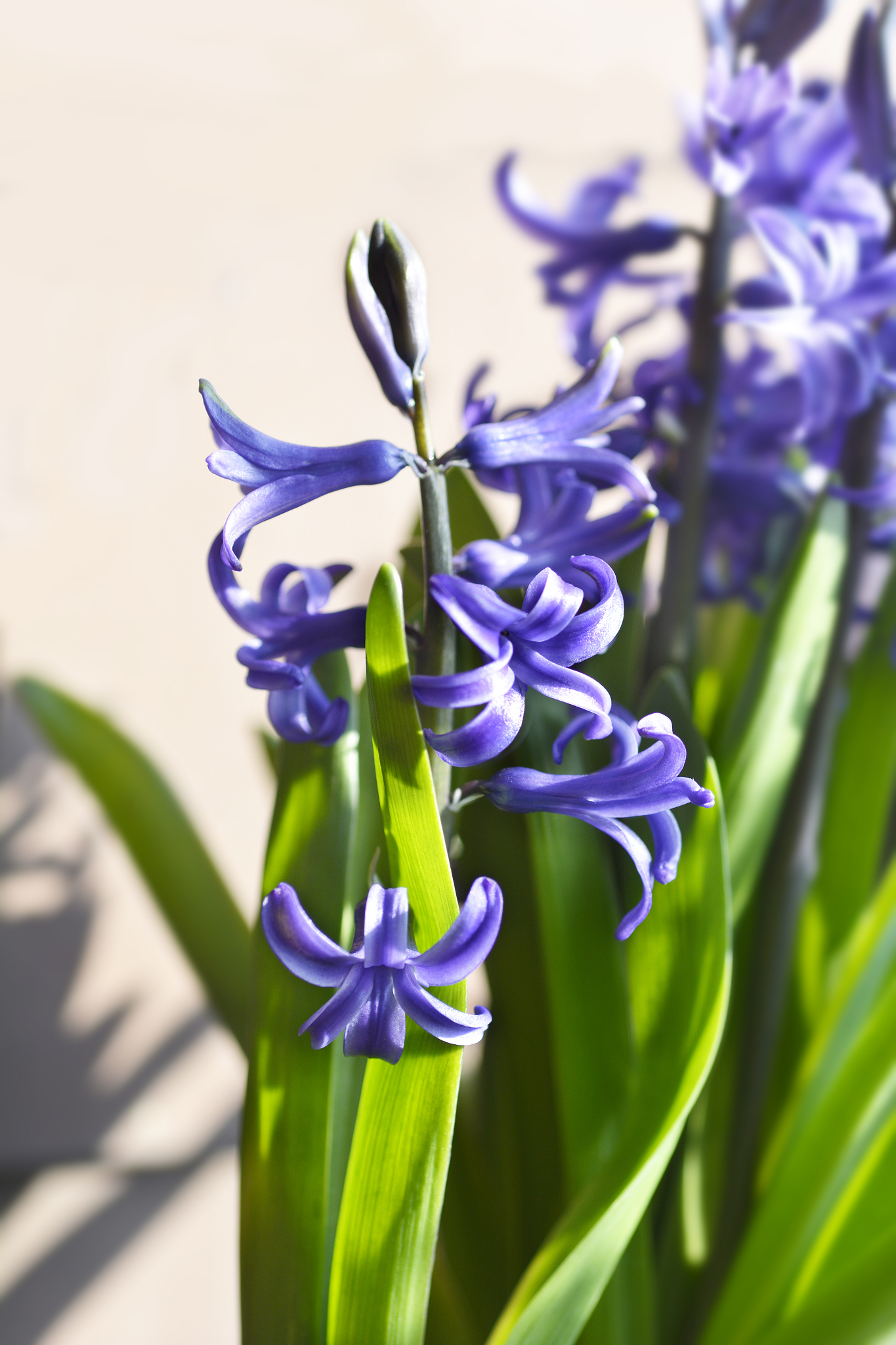 multiflora hyacinth blue