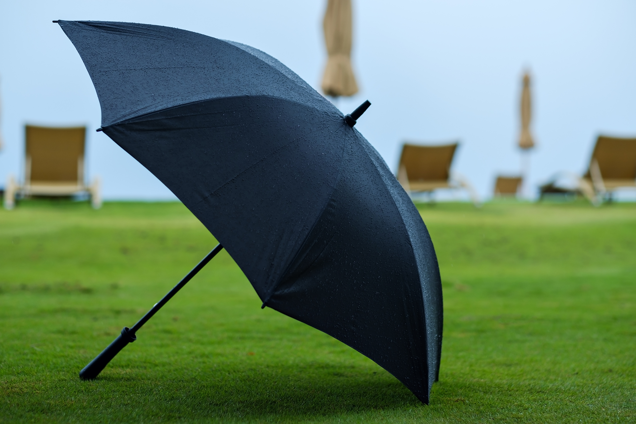 black umbrella place on green grass background.