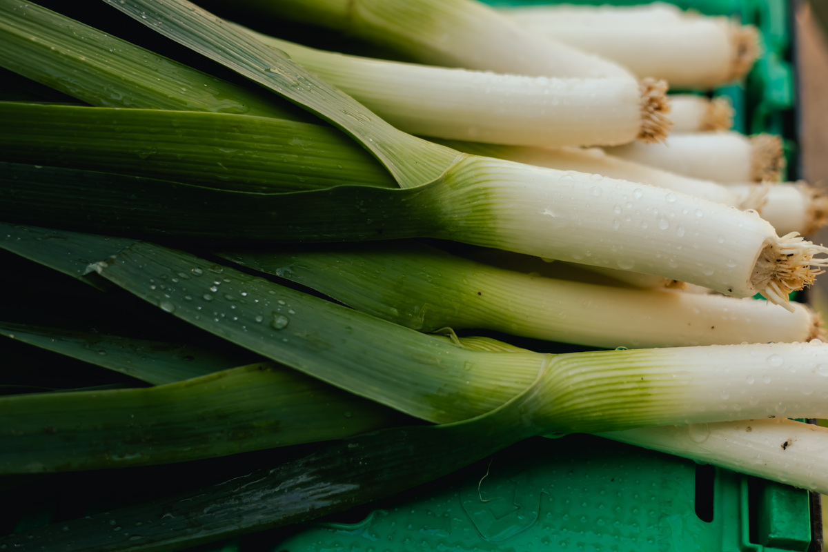 秋田蔬菜：日本著名特产，绿色鲜美，牛年寓意深远