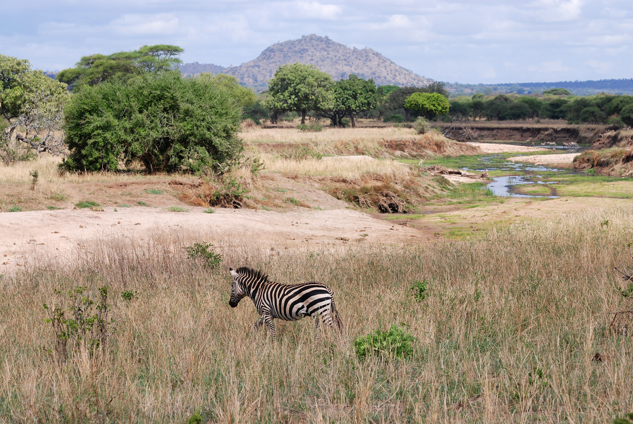 lonely one zebra