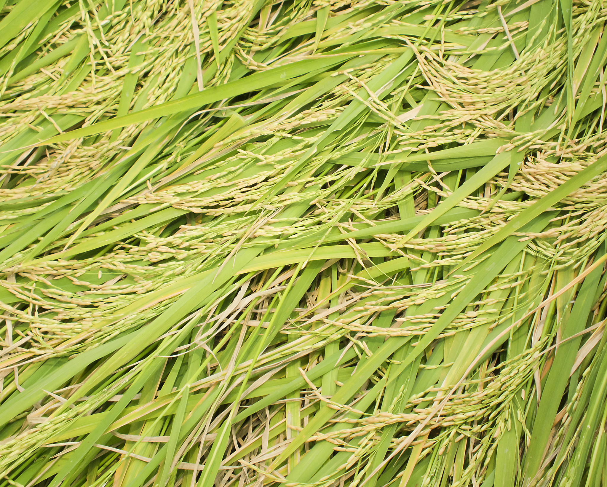 水稻常见病虫害发生现状及防治措施研究文献综述写成一段话格式不少于900字。