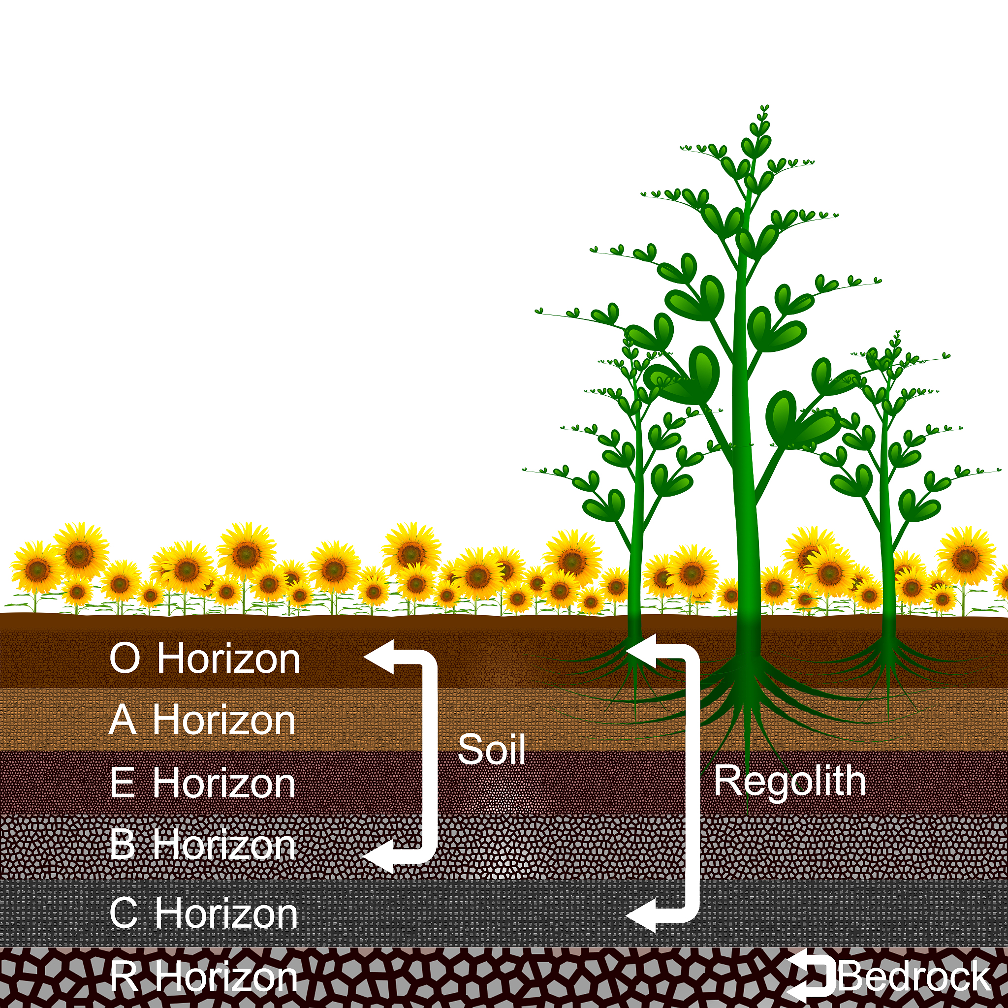 植物生物量与资源交换表面积之间的关系：基于3/4幂律的理论预测