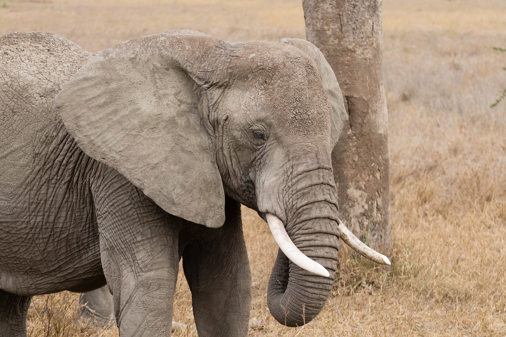 herd of elephants from serengeti national park, tanzania, africa