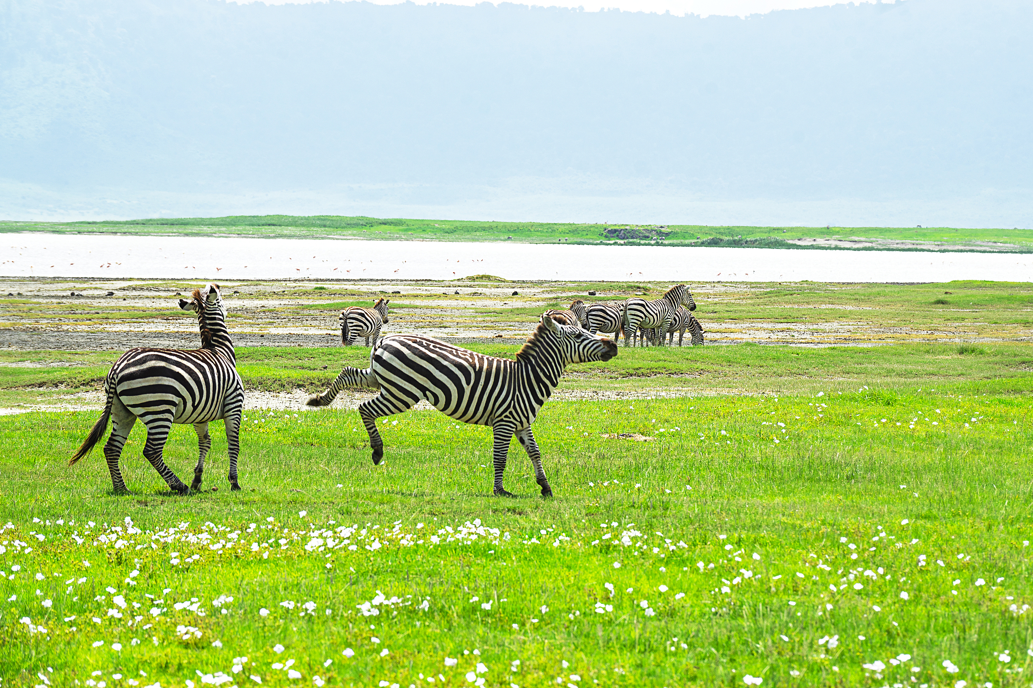 zebra herd in ngorongoro conservation area, tanzania, africa.