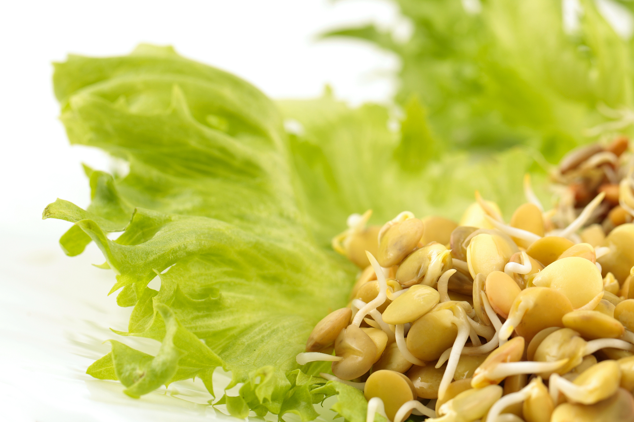 用麦芽豆芽喂鸭子可以吗帮我用200字详细描述