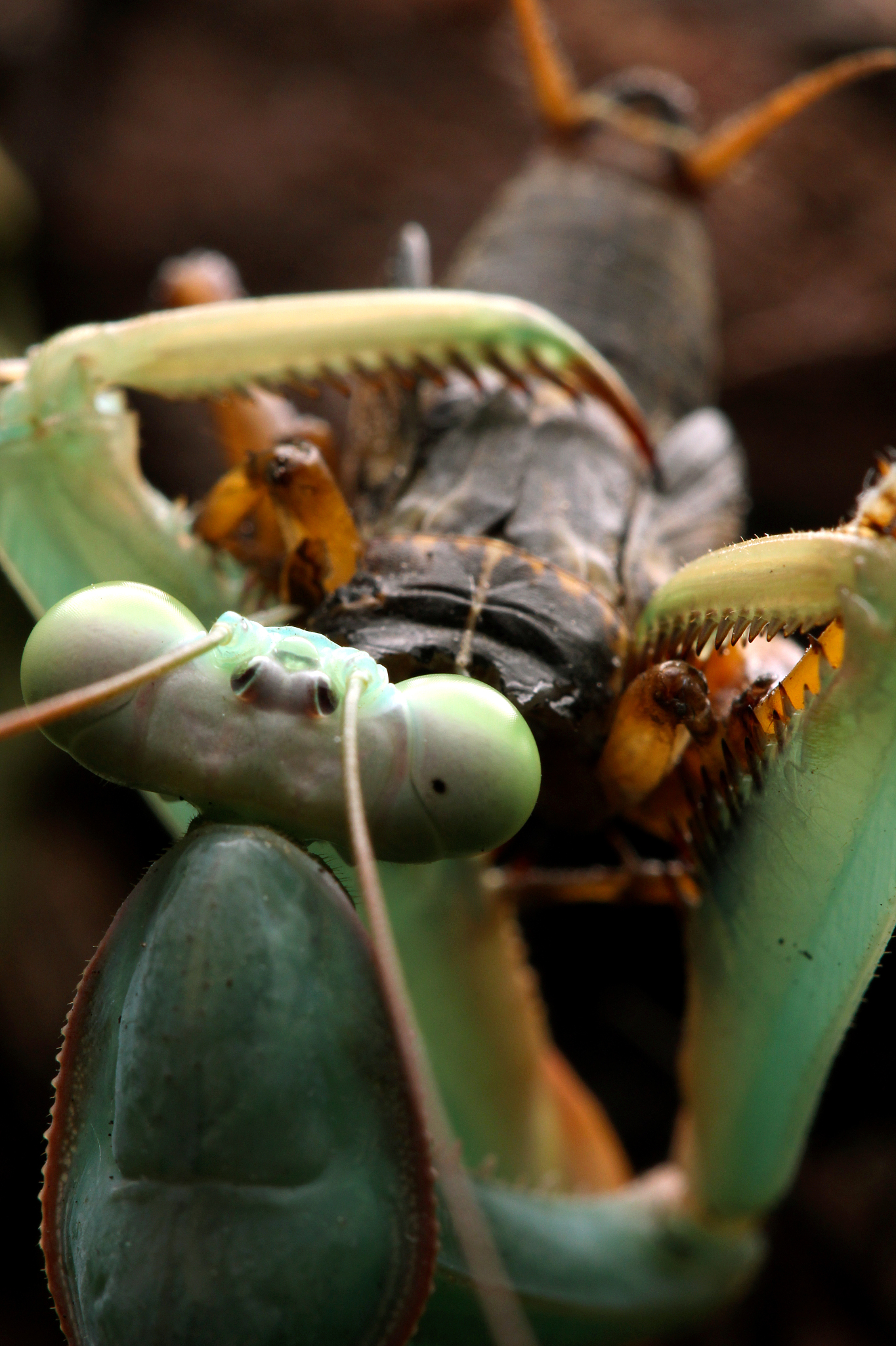 praying mantis eating a cricket