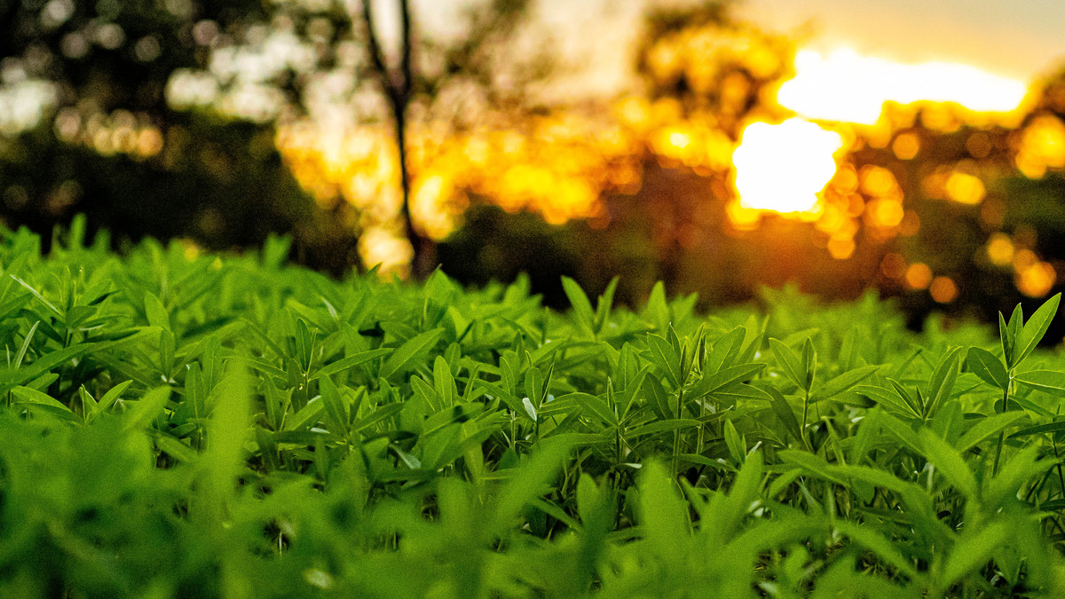 关于夏季清晨环境描写辞藻滑溜500字