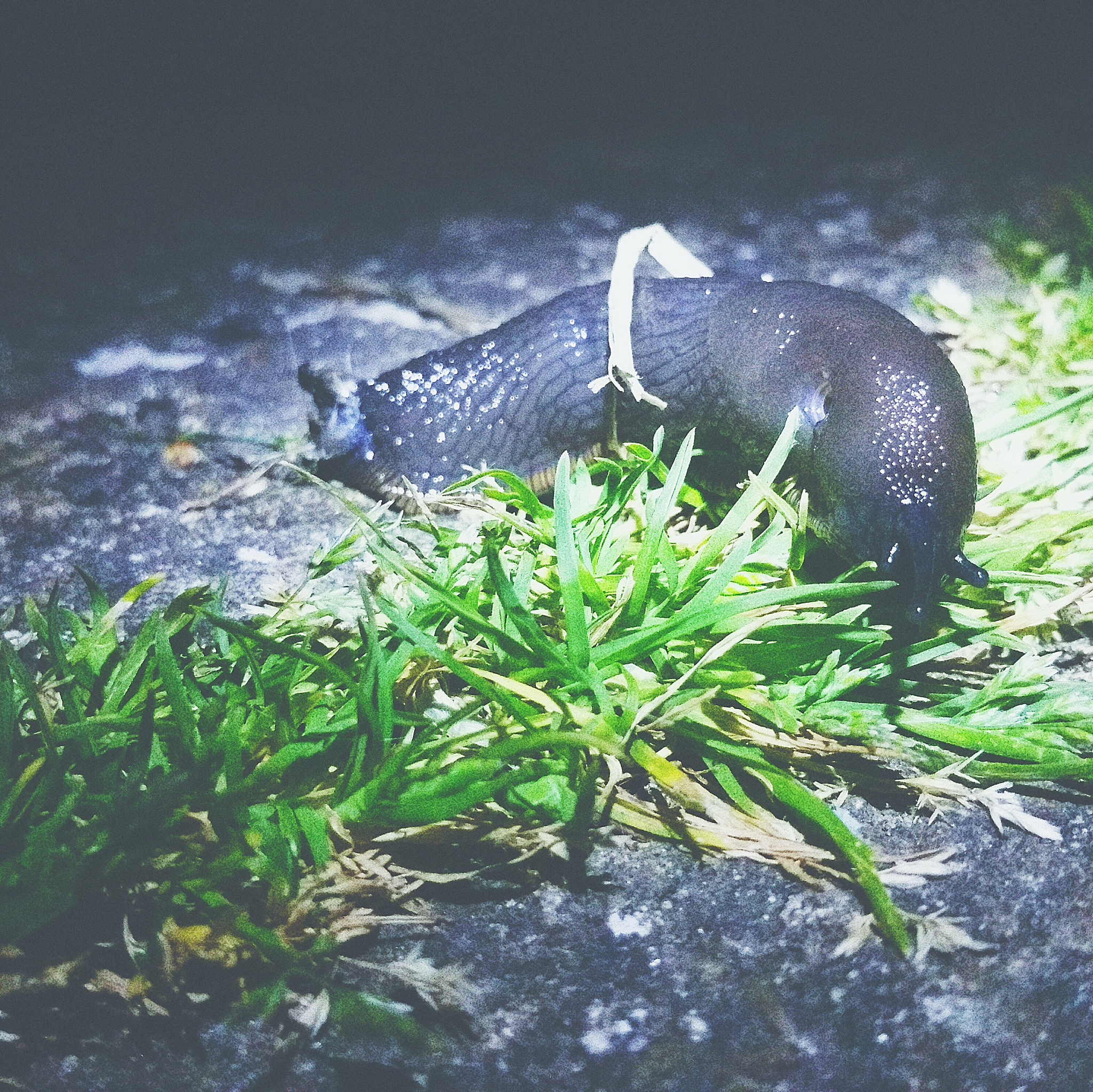 🥬🌿吃草=拥有超能力？！揭秘光合作用动物界扛把子！