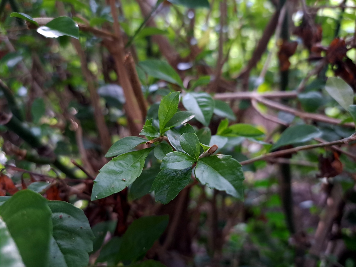 哪种唇形科植物具有二氢沉香呋喃型倍半萜生物碱并给出出处网址