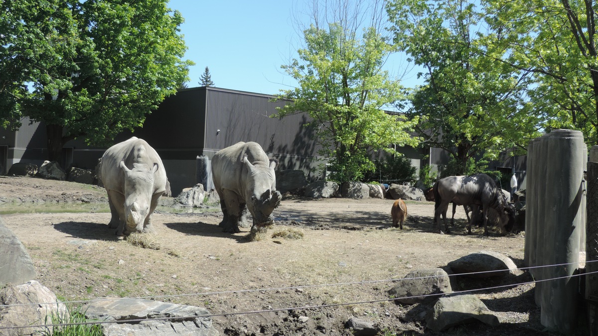 动物园里谁的鼻子最长？第二长是谁？