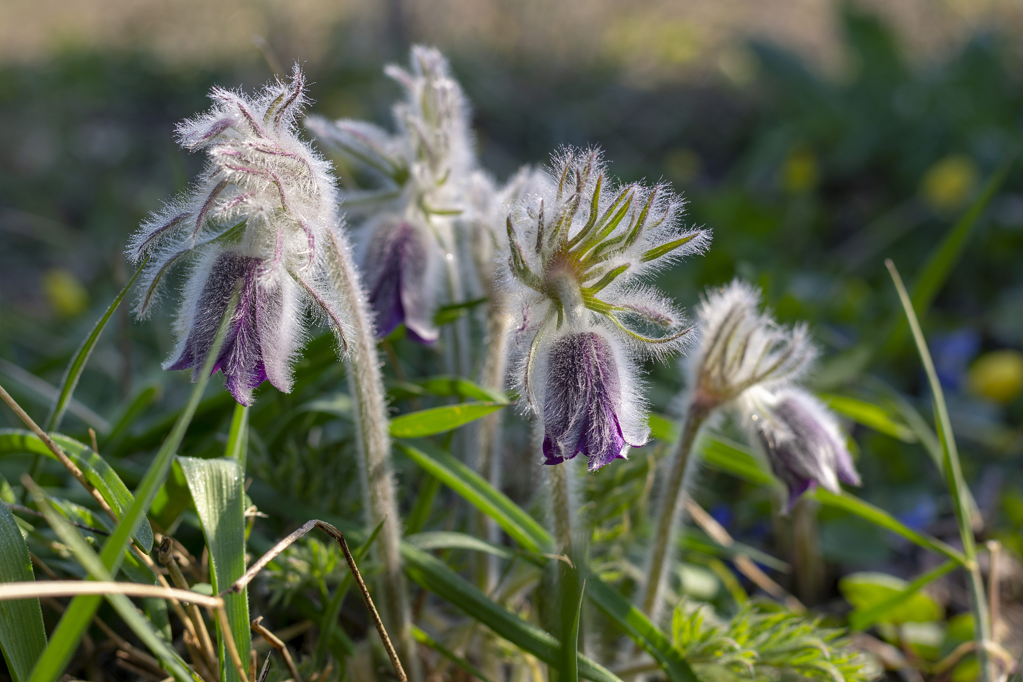 pulsatilla patens (sleep-grass) with dew drops