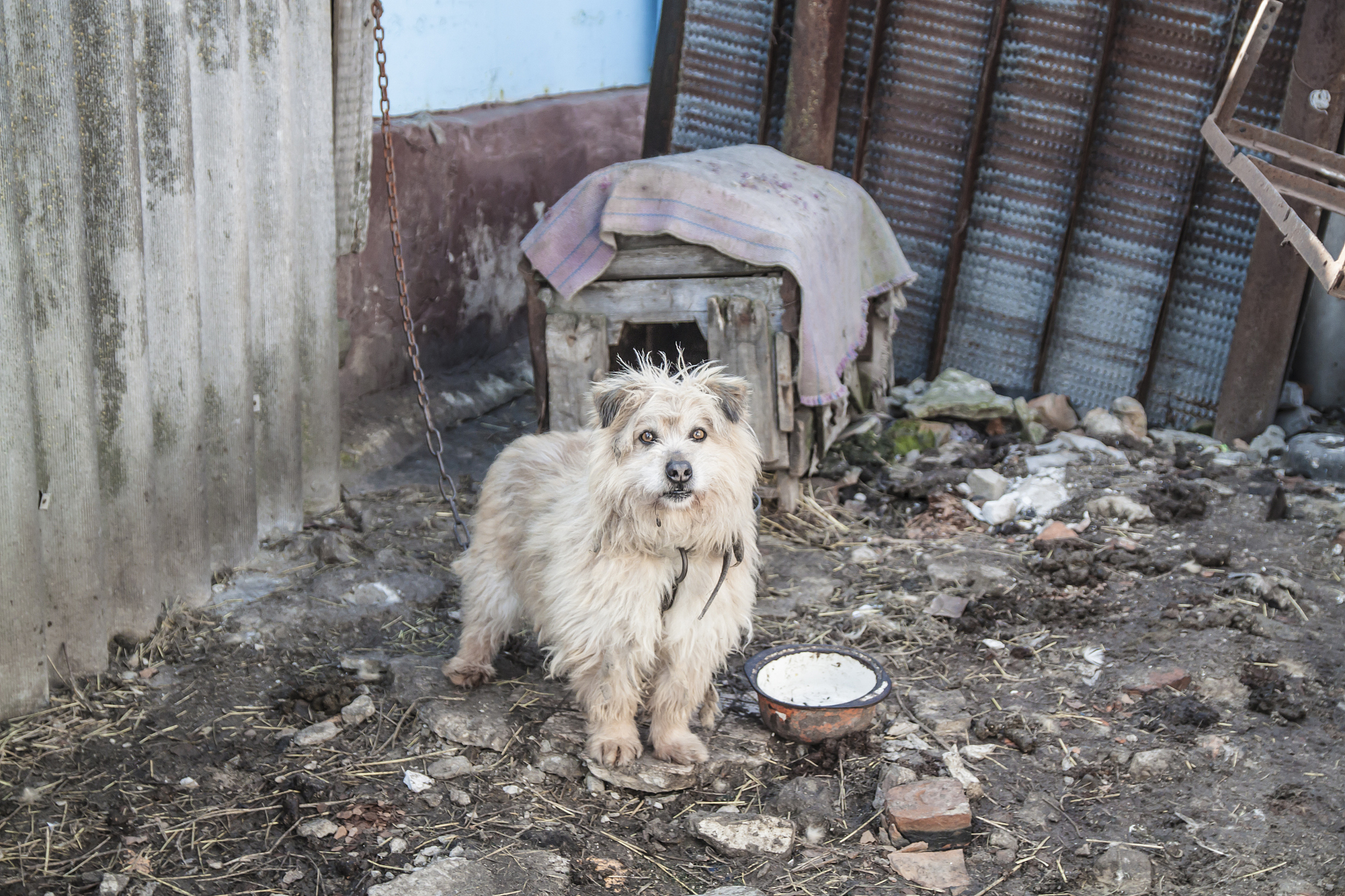 饥荒新手入门指南：生存技巧与游戏玩法详解