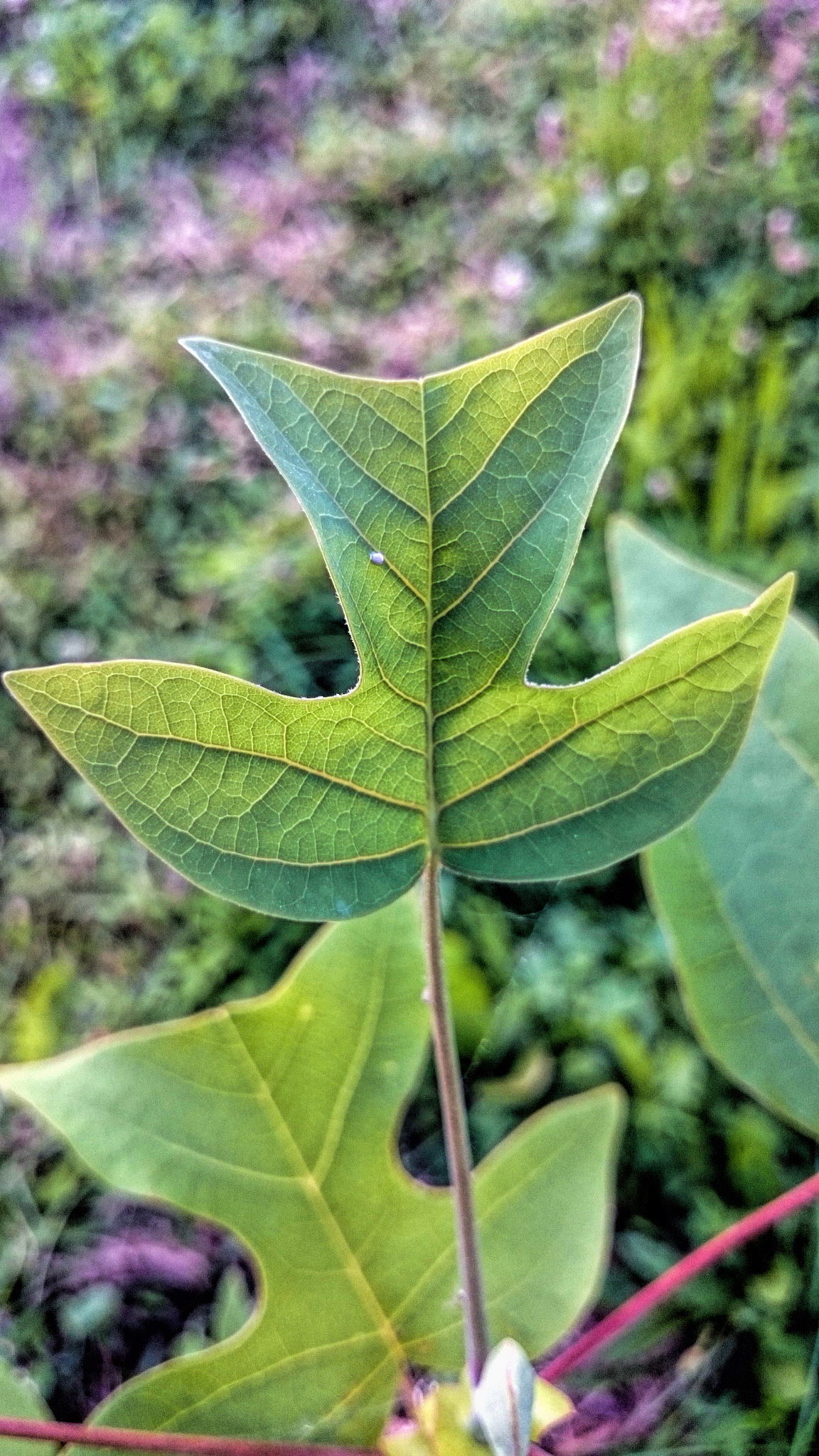 鏈ㄥ叞绉 ,閮侀噾棣欐爲,鐧芥潹,涓瓑鏁伴噺