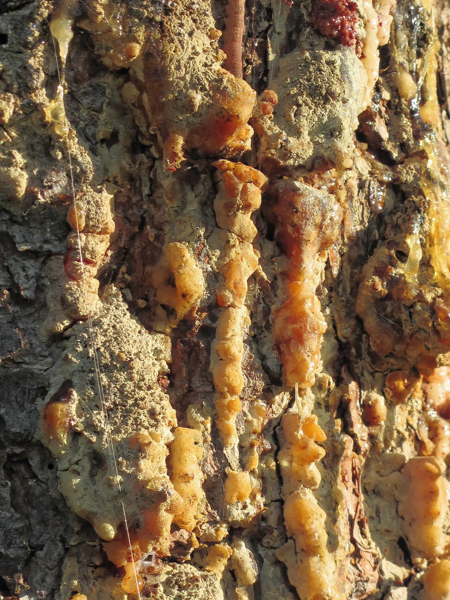 pine tree resin on the trunk