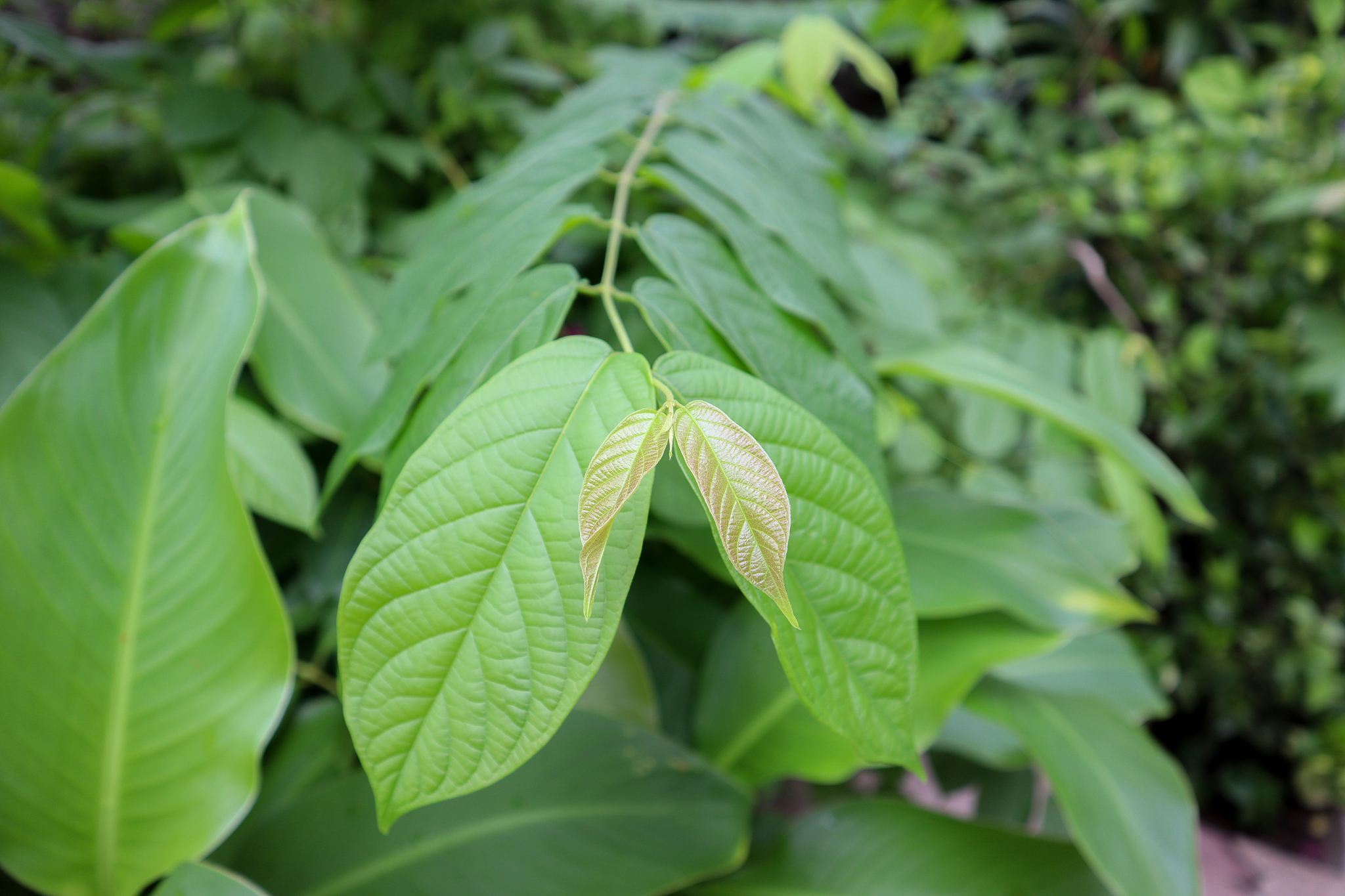 fresh new pink leaves mitragyna speciosa (kratom plant). this pl
