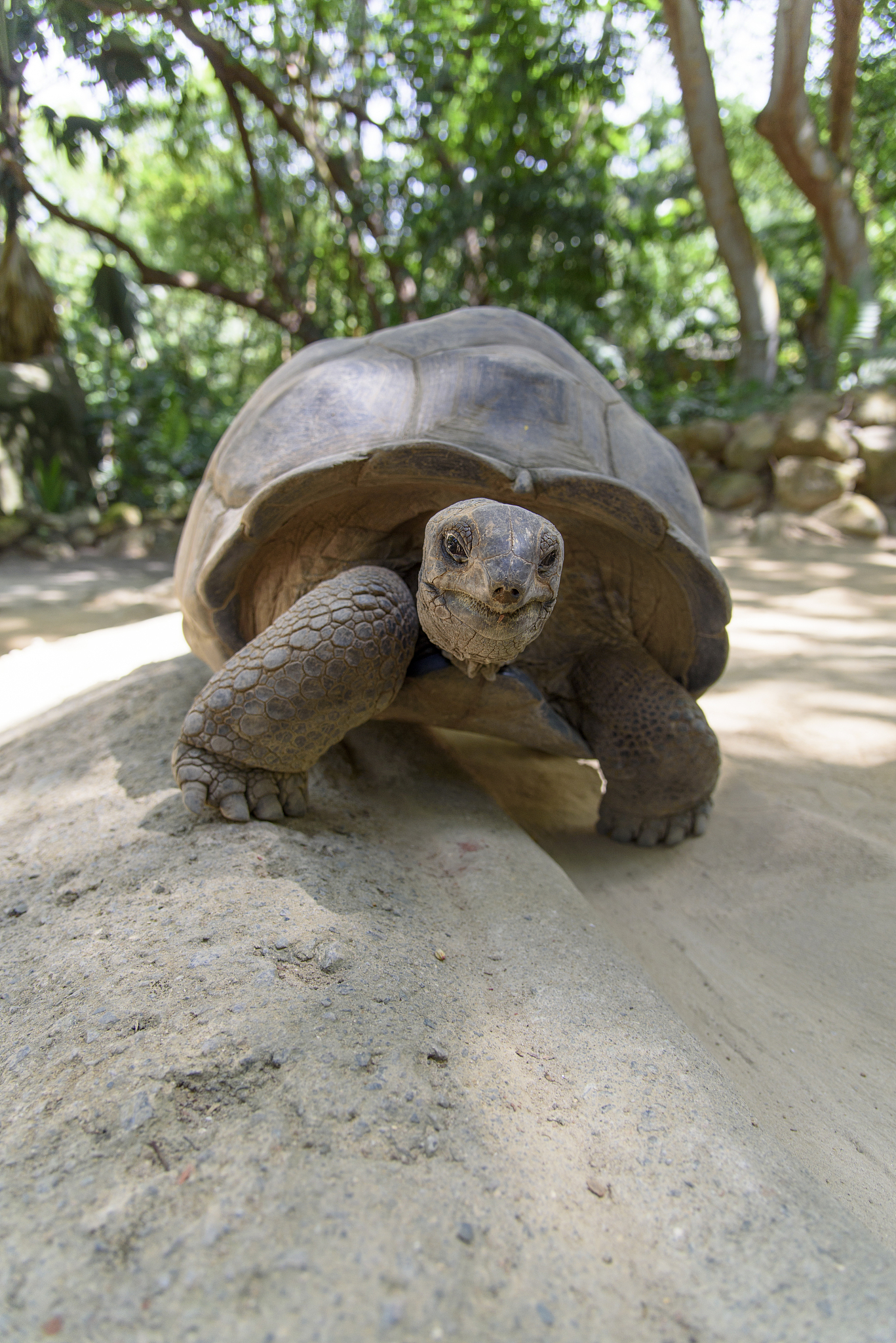 giant turtle