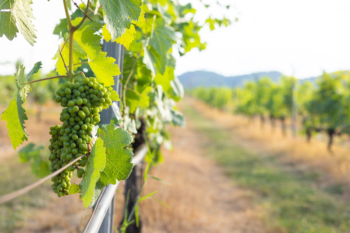 葡萄是怎么长出来的 葡萄属于什么季节成熟