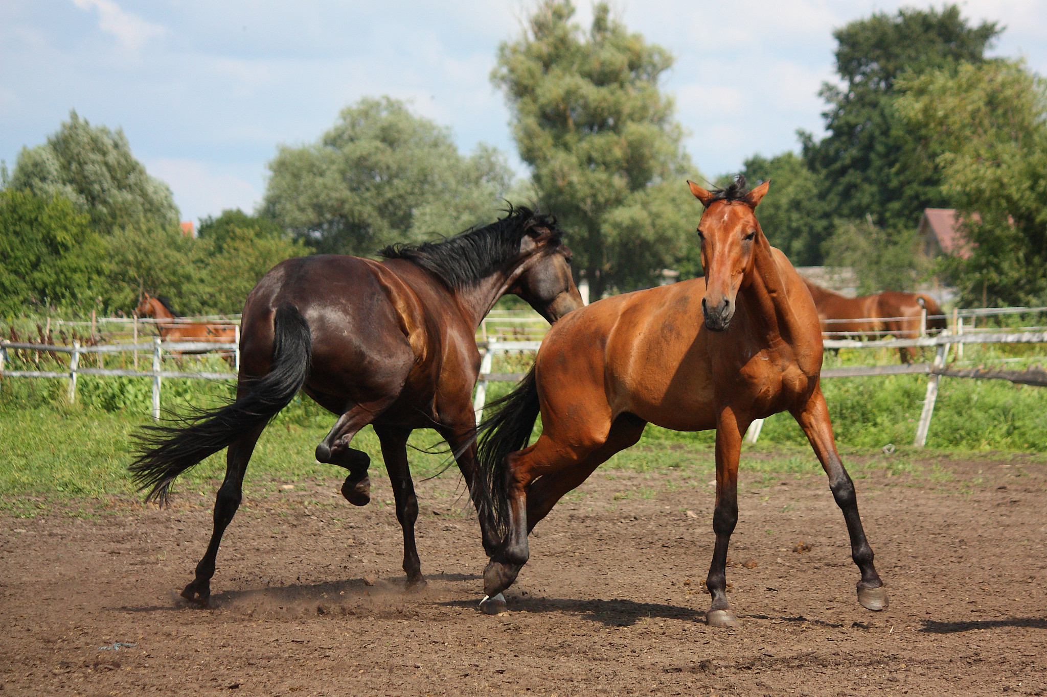 two horses playing with each other