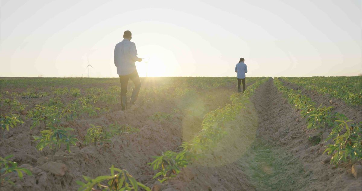 Yield Reduction Percentage: Understanding Crop Loss