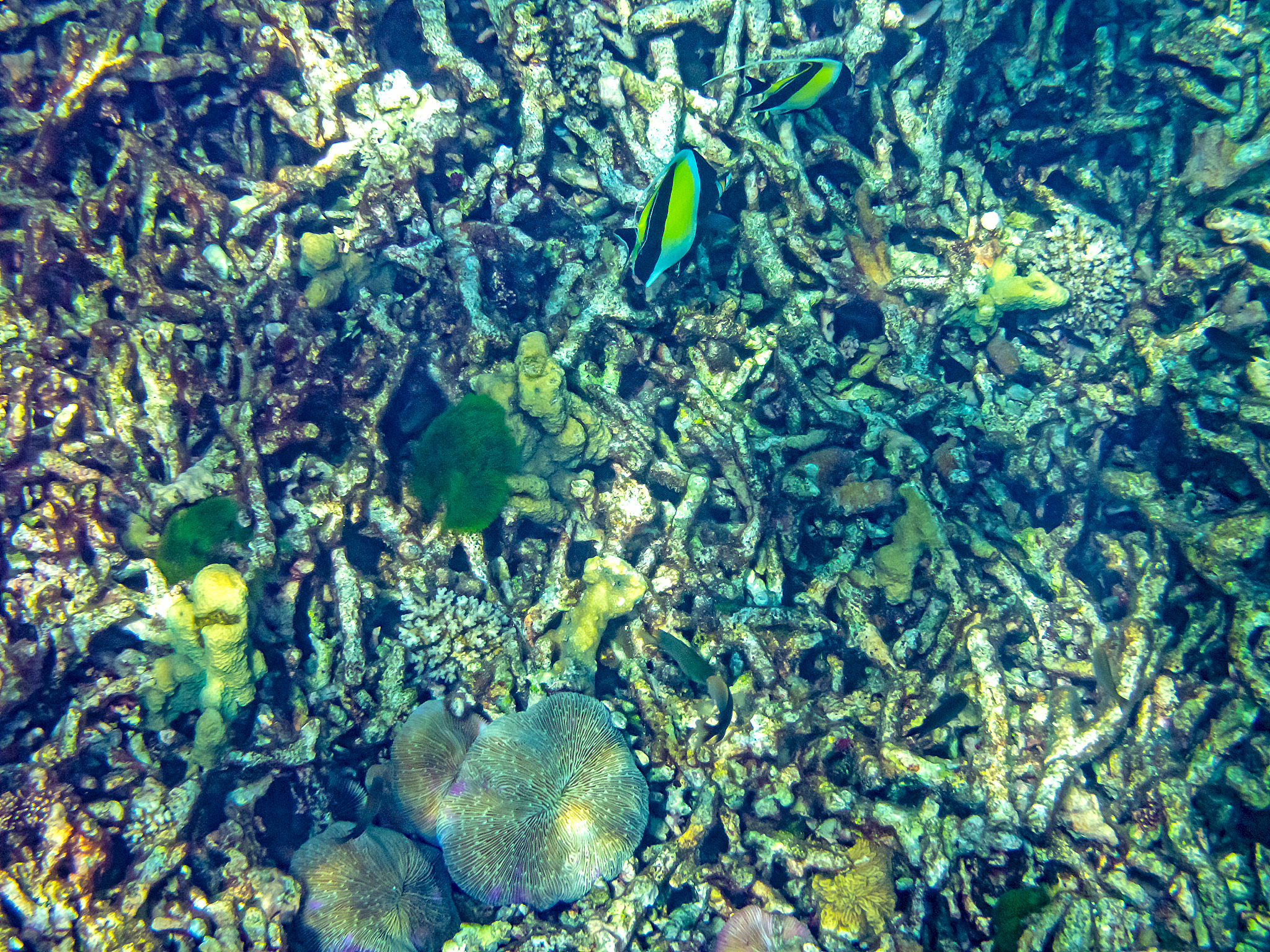 改写 利用生物炭作为吸附剂回收富营养化水体中的磷并将富集的磷负载于生物炭用于还田有望实现以废治废改善土壤质量促进碳磷循环。