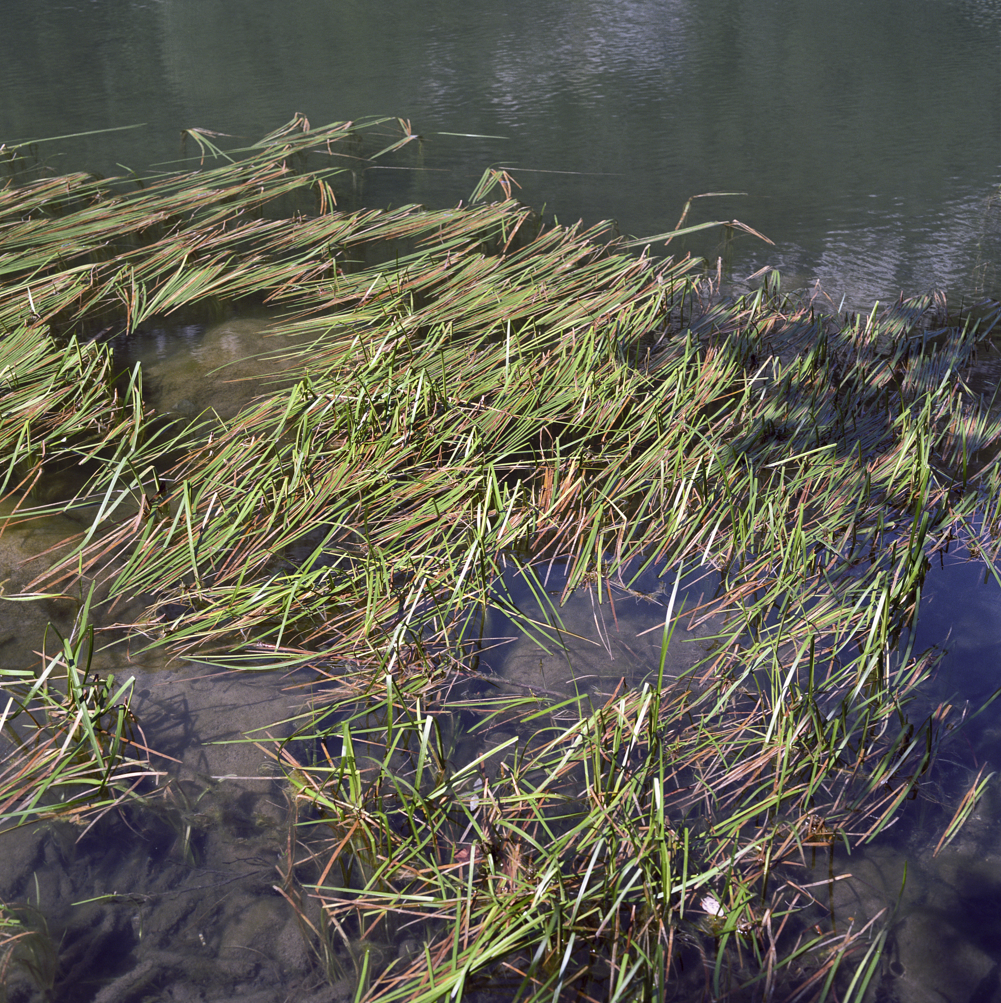 微藻：水生生态系统中的重要指示生物