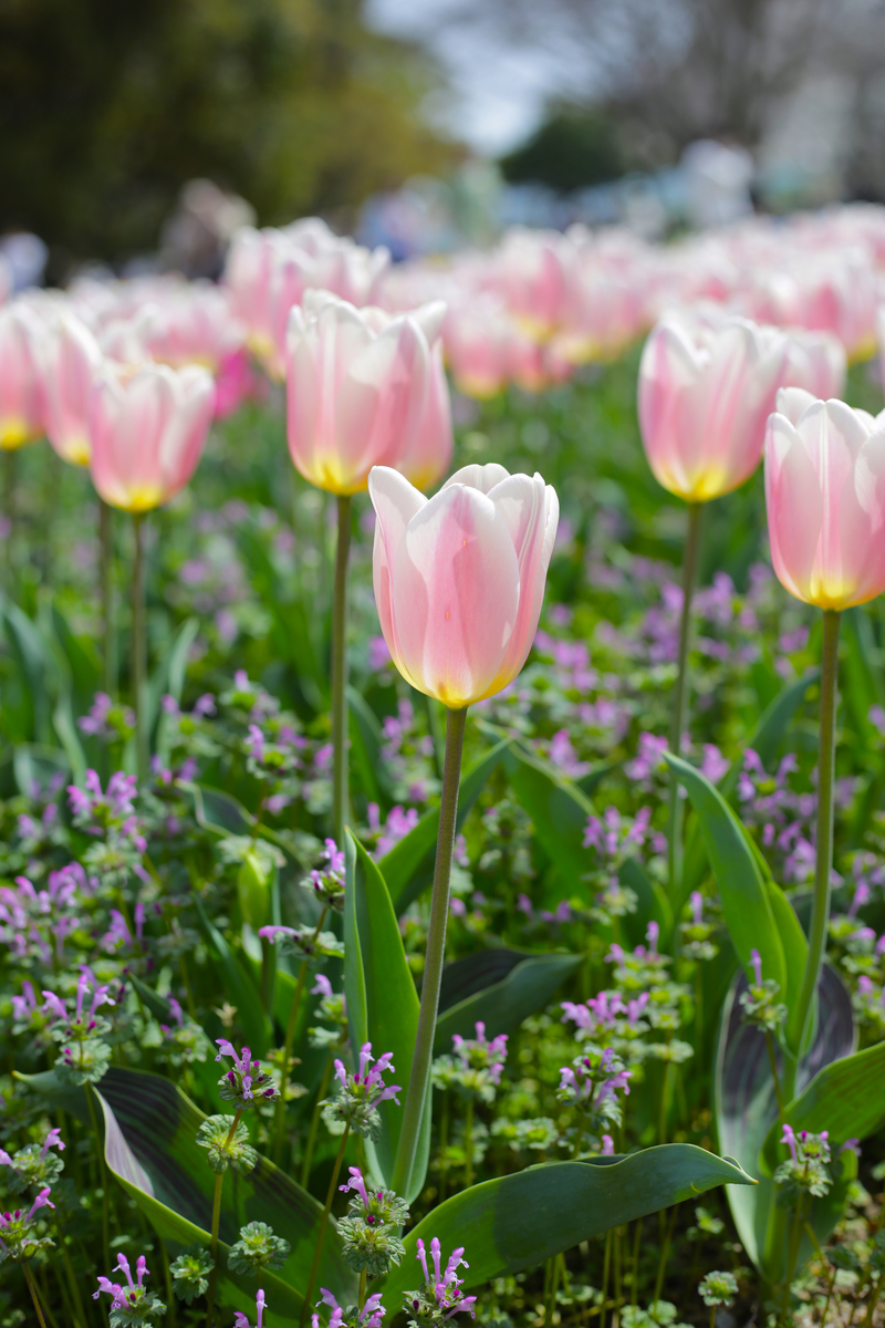 我需要一张花的图片