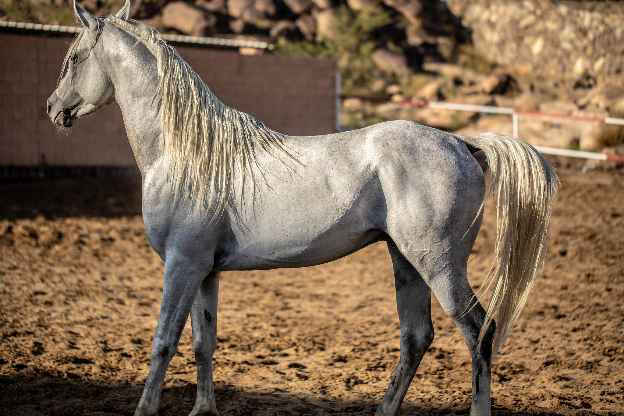 horse