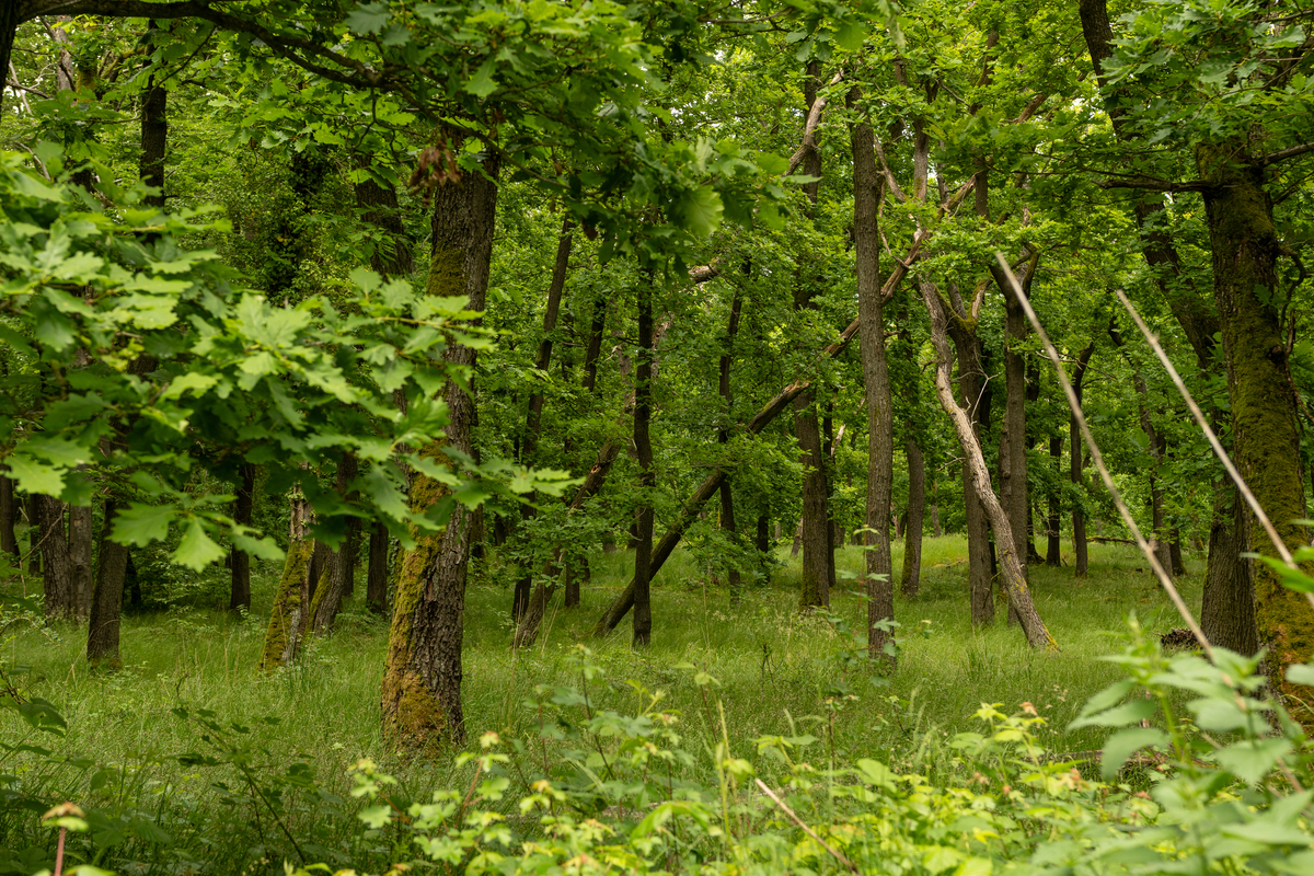 森林资源保护专业简介