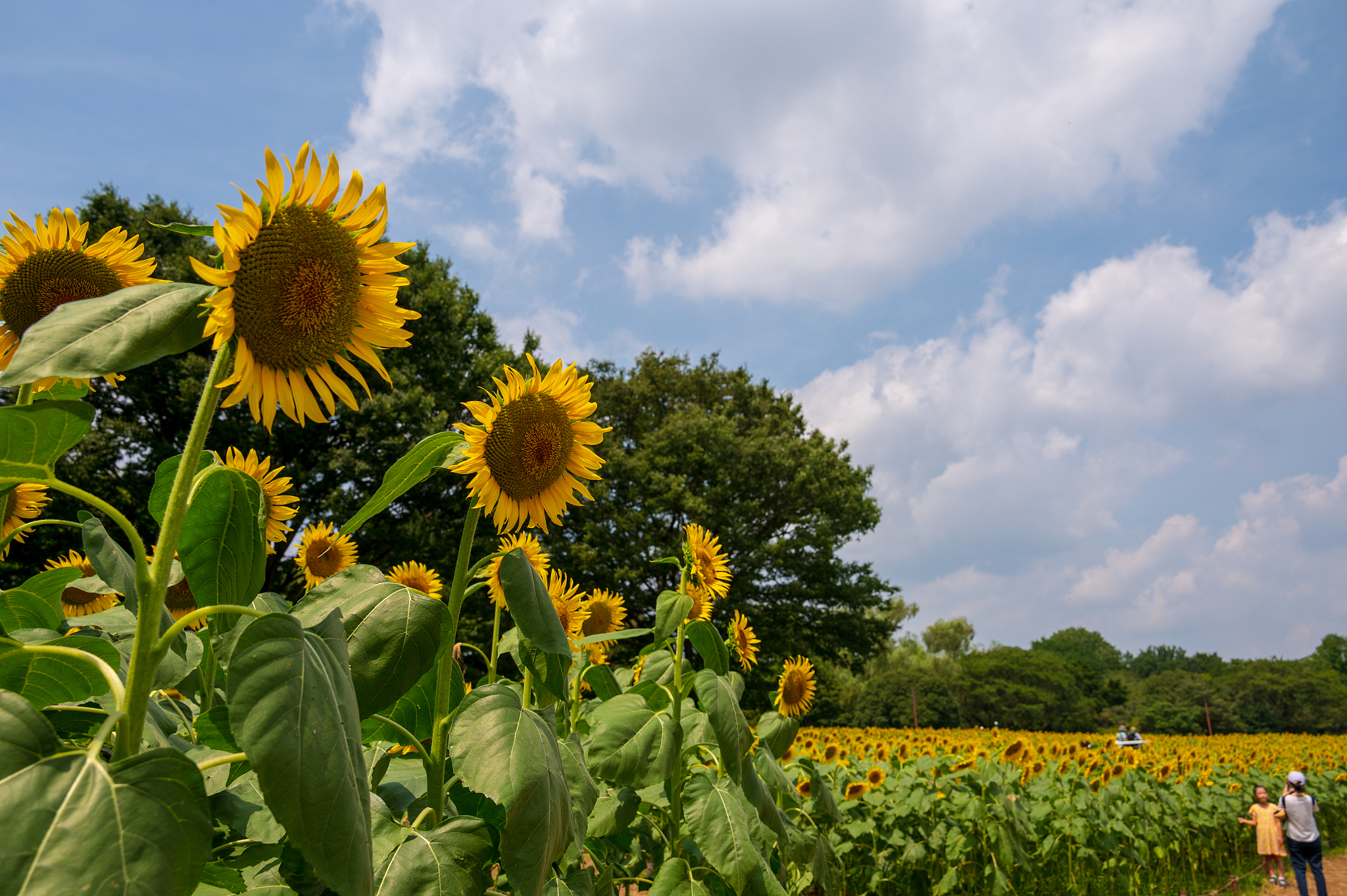 sunflower field