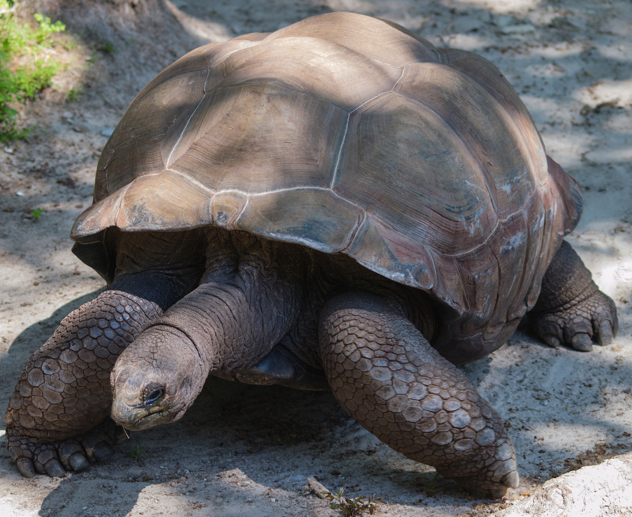 turtle