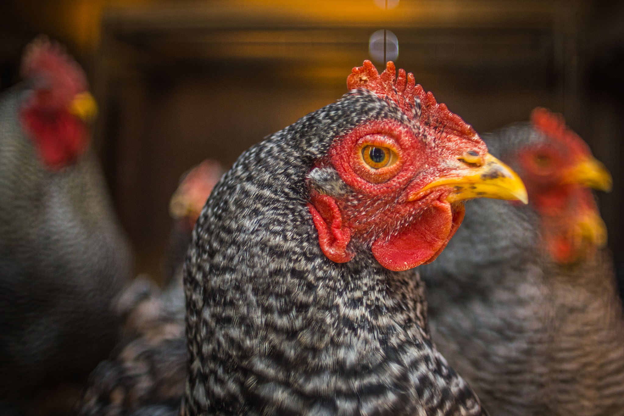 chicken profile