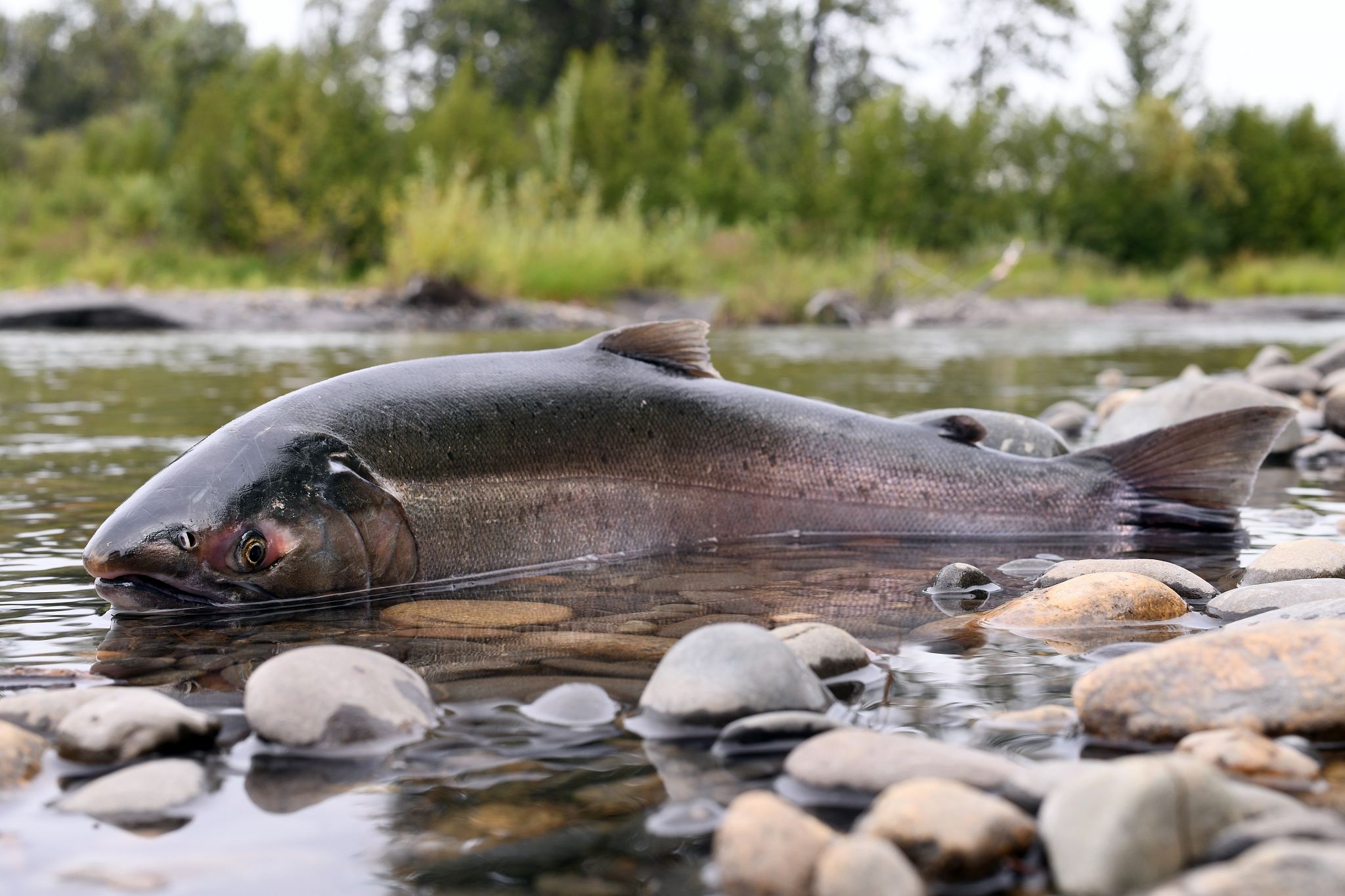 美国湖里一般有什么鱼