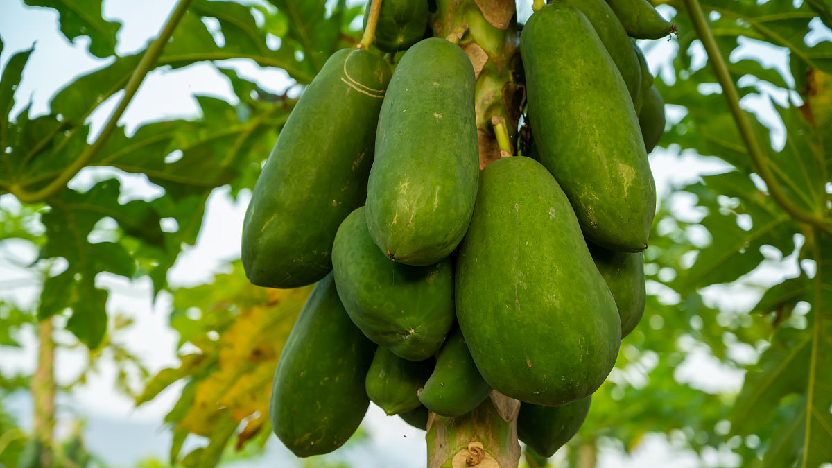 绿色木瓜能吃吗