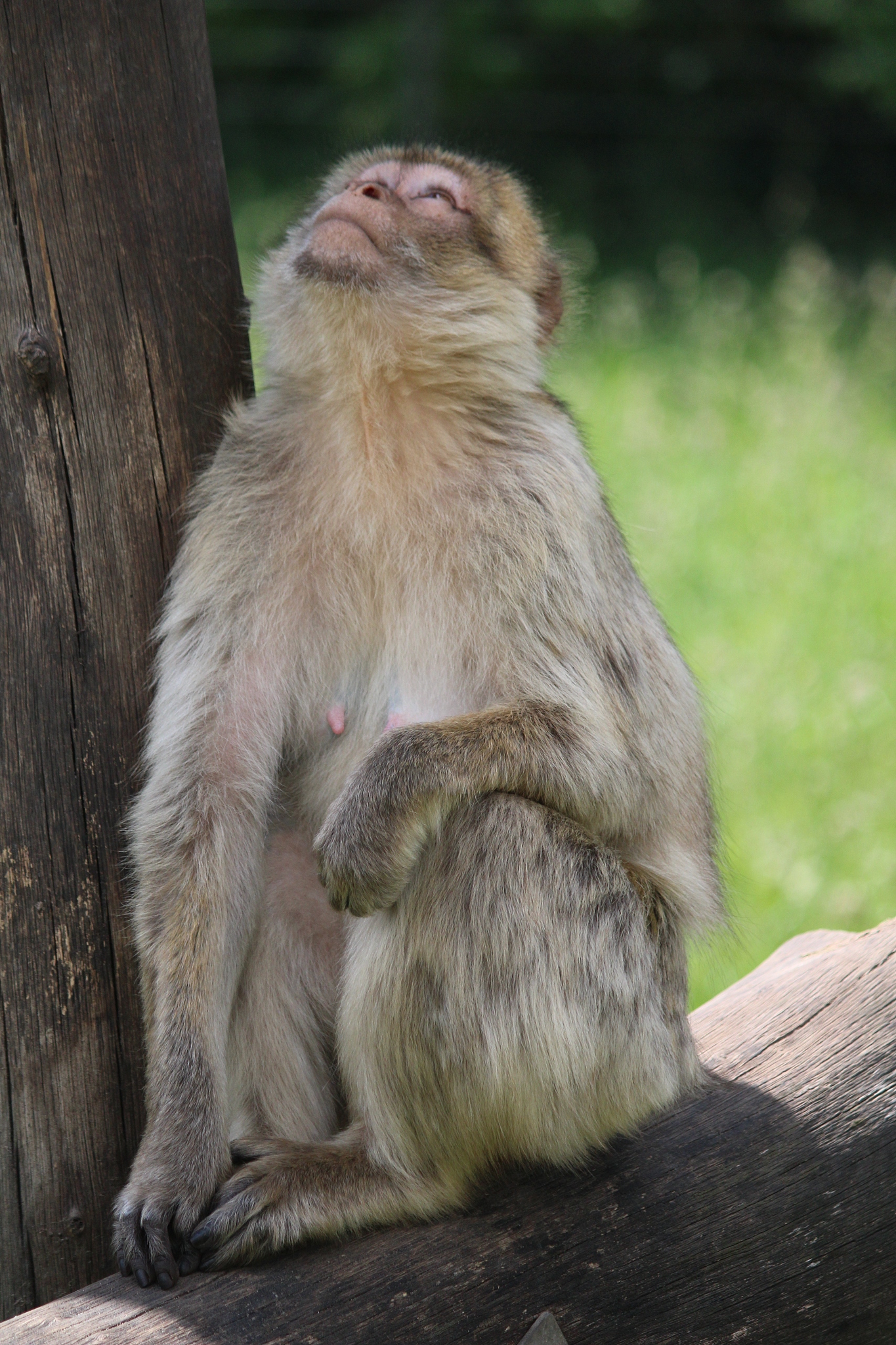 a family of barbary macaques in an animal park
