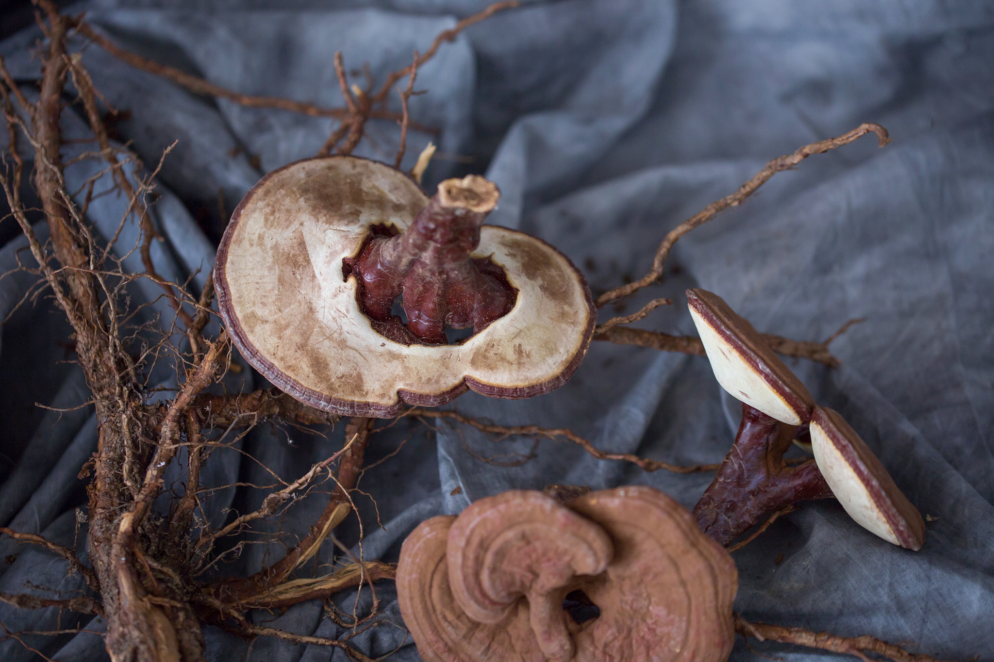 灵芝可以长久吃吗，