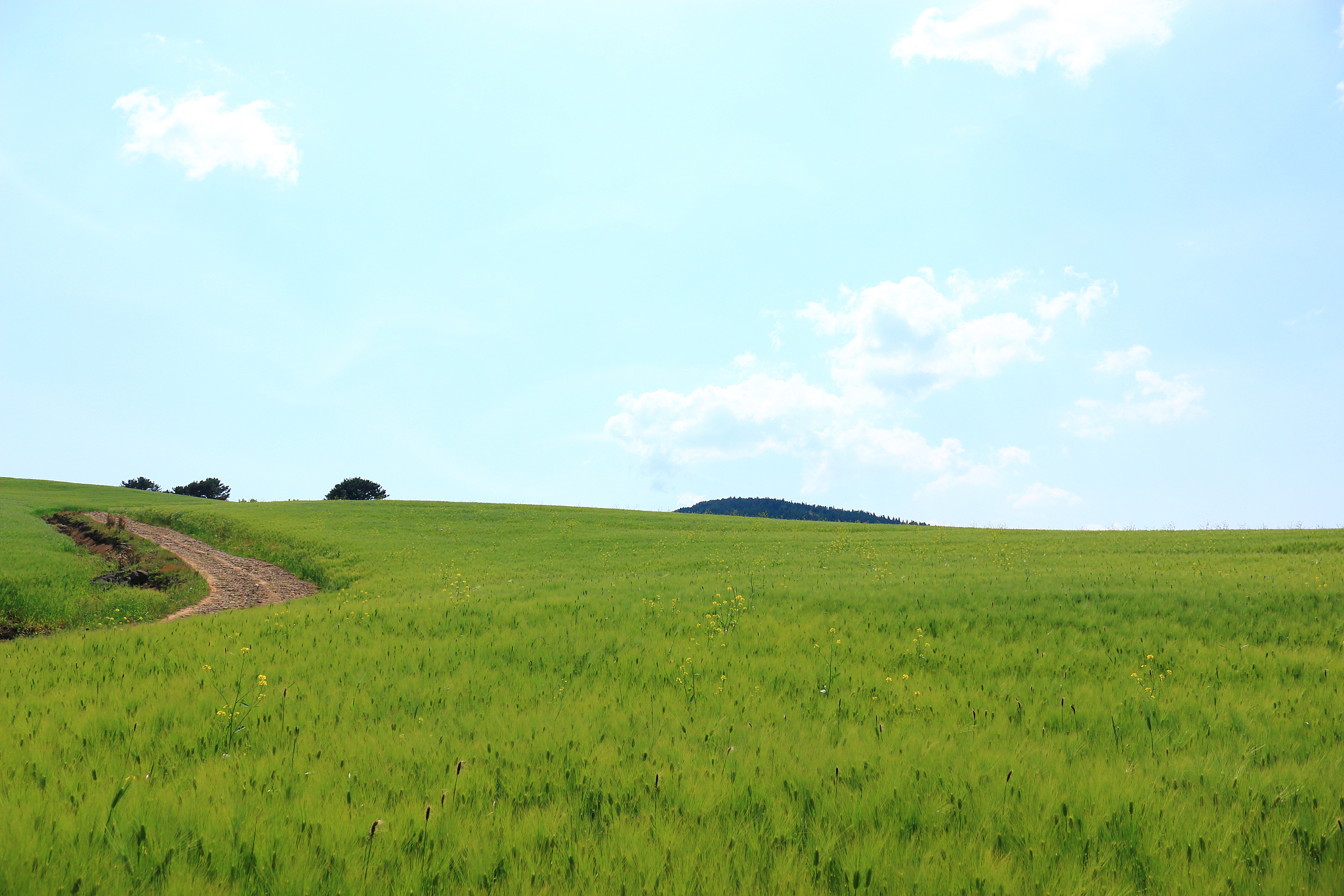 blue barley field, farming, field, field, middle mountain, rape 