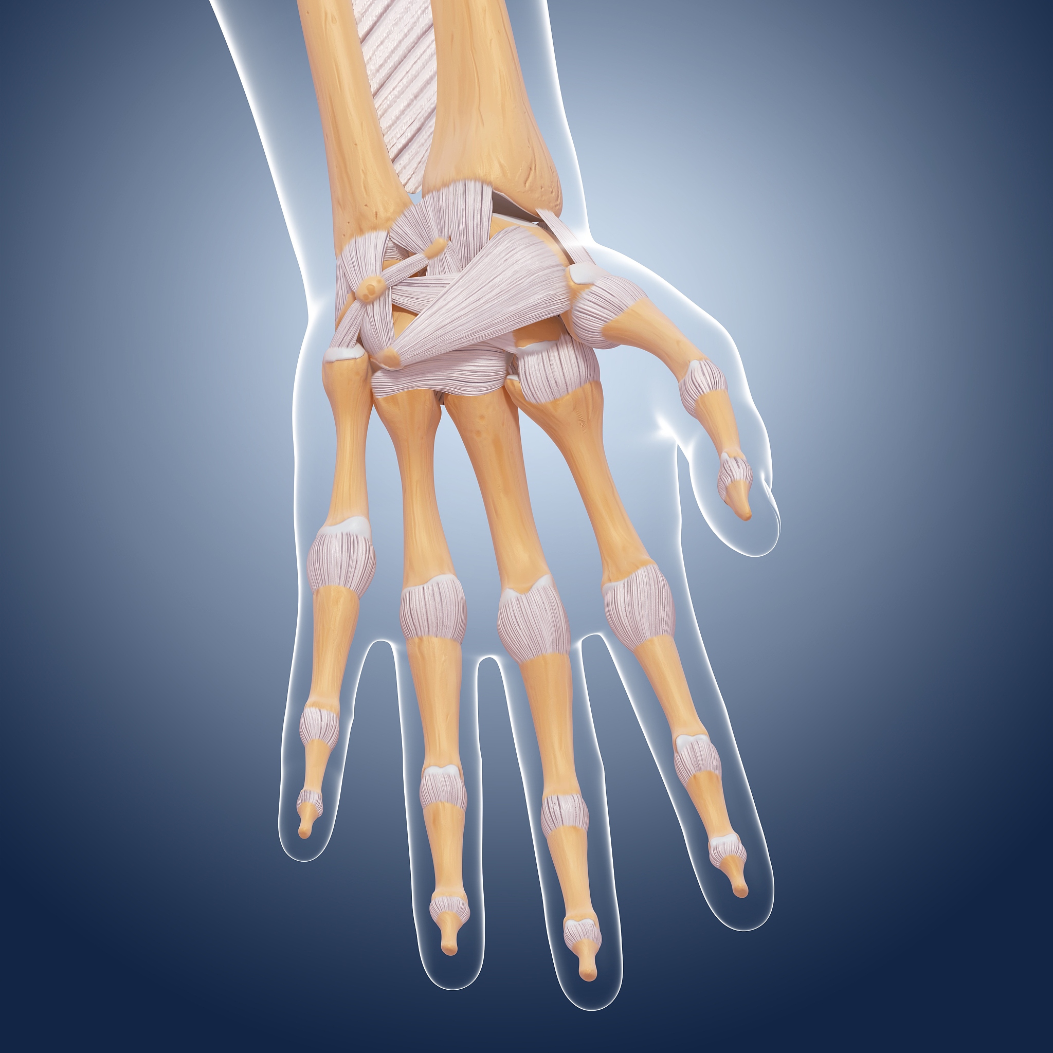 拇指桡骨：结构、位置和功能