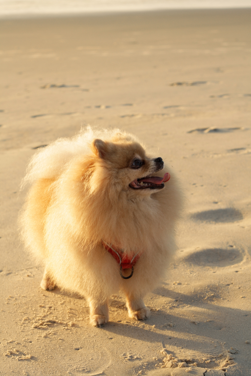 博美犬的饲养方法