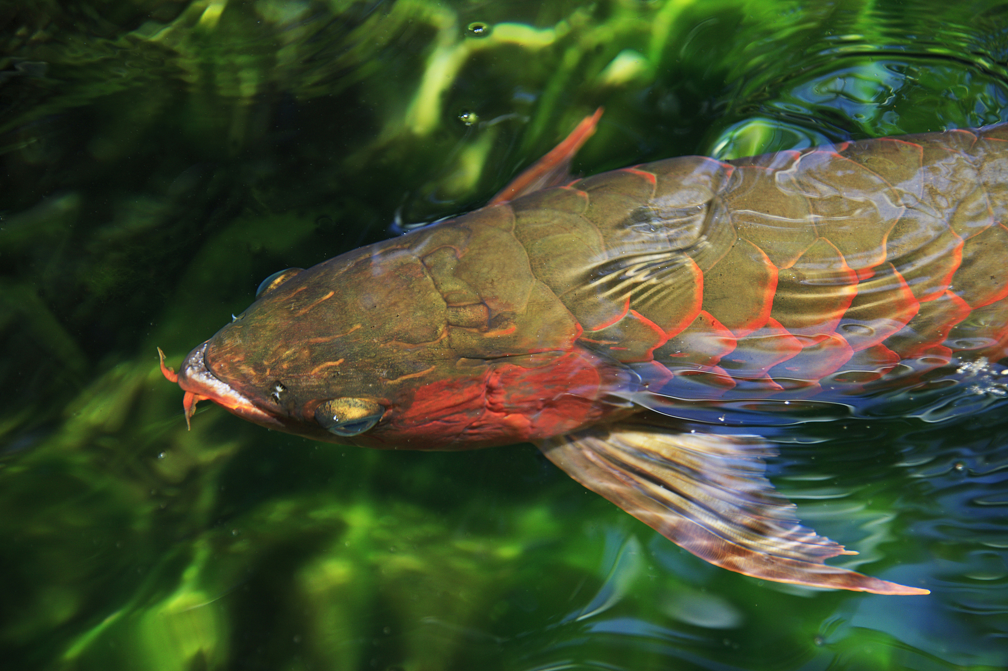 澳洲龙纹斑养殖和育种技术详解