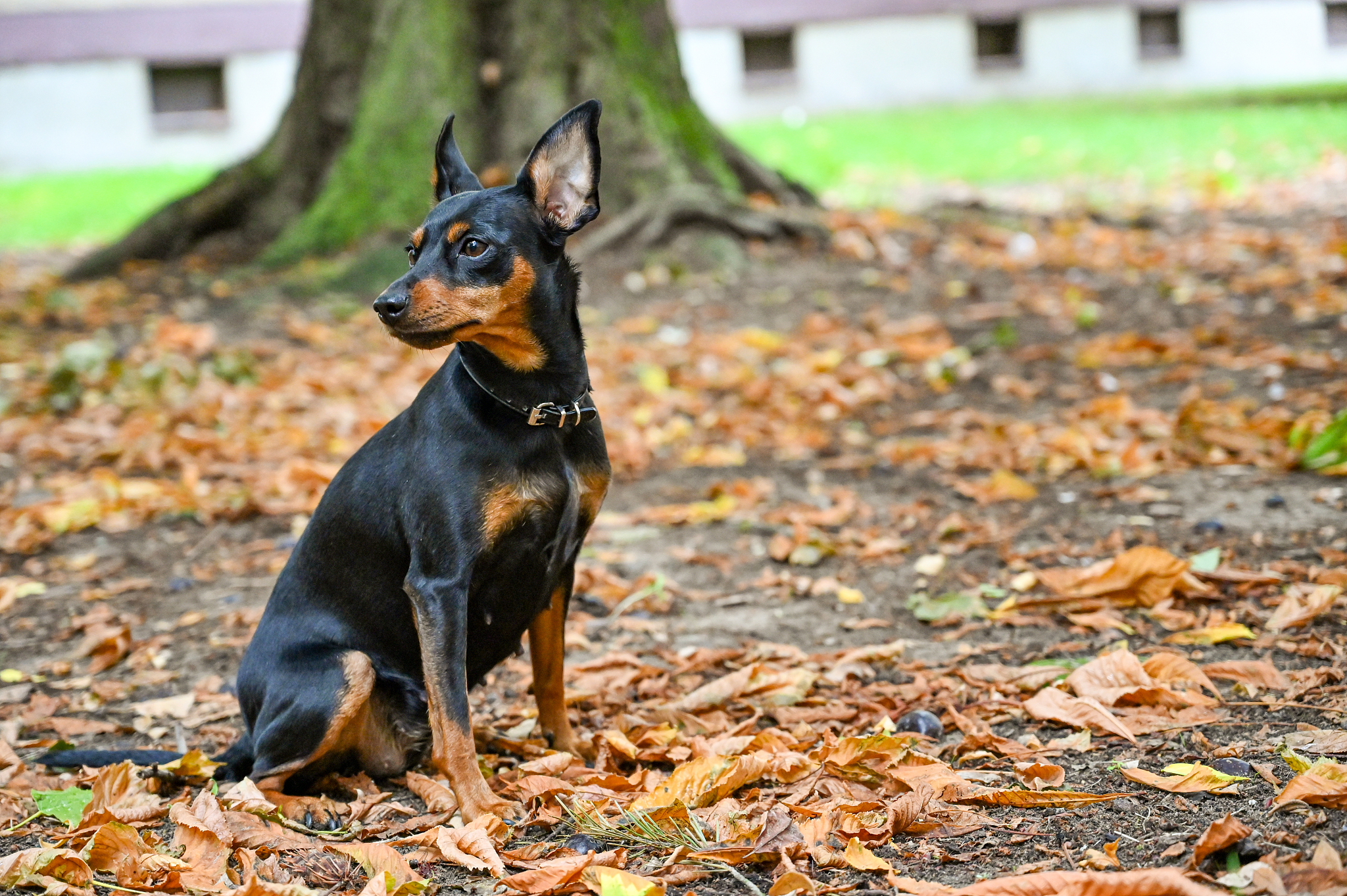 Java 强制类型转换示例：Animal 到 Dog