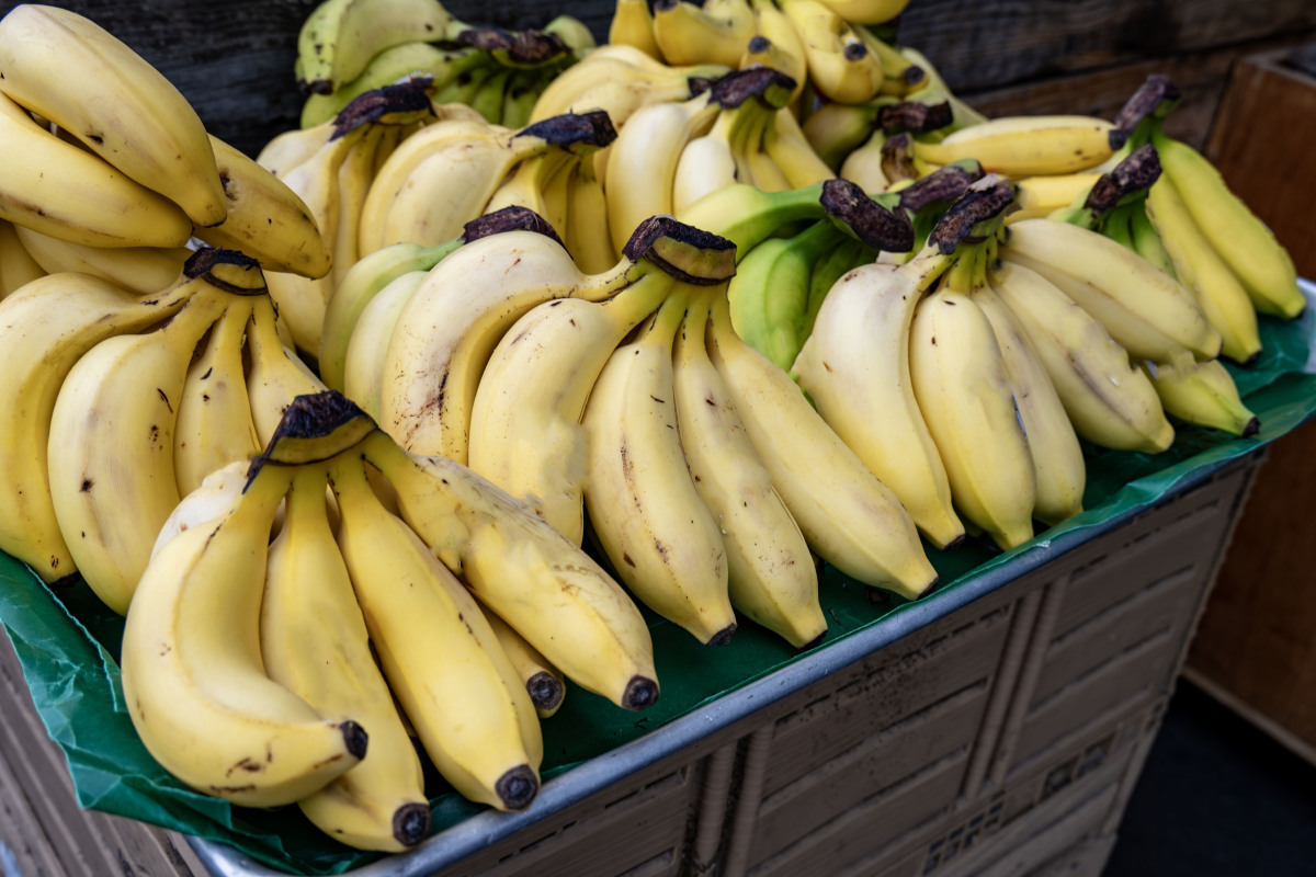 菲律宾种植什么水果