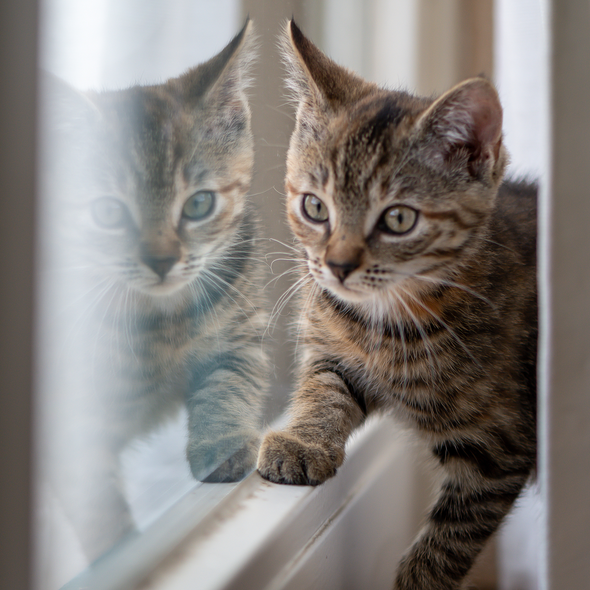 爱国猫：用行动表达对祖国的热爱