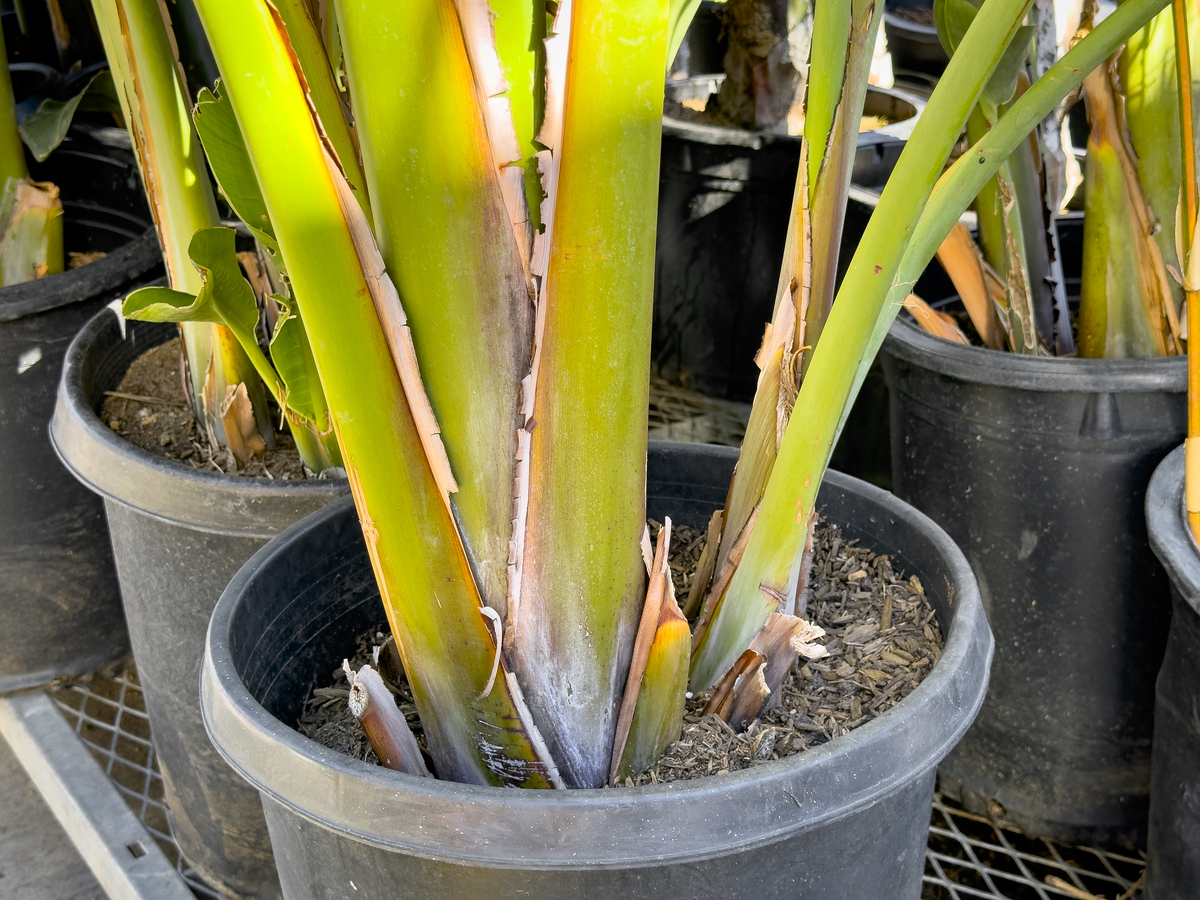 大花蕙兰叶芯发黄的原因和解决方法 - 保护你的兰花健康