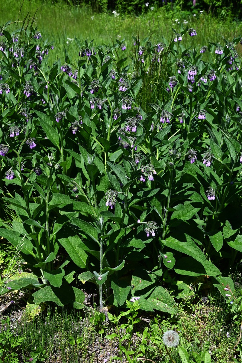 优化创意下面中文内容通俗易懂口语化：闲暇之余笔者仔细了解一下紫花苦菜的产地据研究苦菜虽然是天然的野生的东西其生长对于环境的要求非常苛刻。紫花苦菜大多生长于江苏苏北部灌南一带。四季气候宜人的苏北平原新天府之都----灌南位于江苏省东北部地理坐标位于东经119º03′～119º48′北纬33º58′～34º27′之间全县地形属黄泛平原和滨海平原海拔在3-4米之间。位于太平洋西岸中国大陆东部沿海县域总面