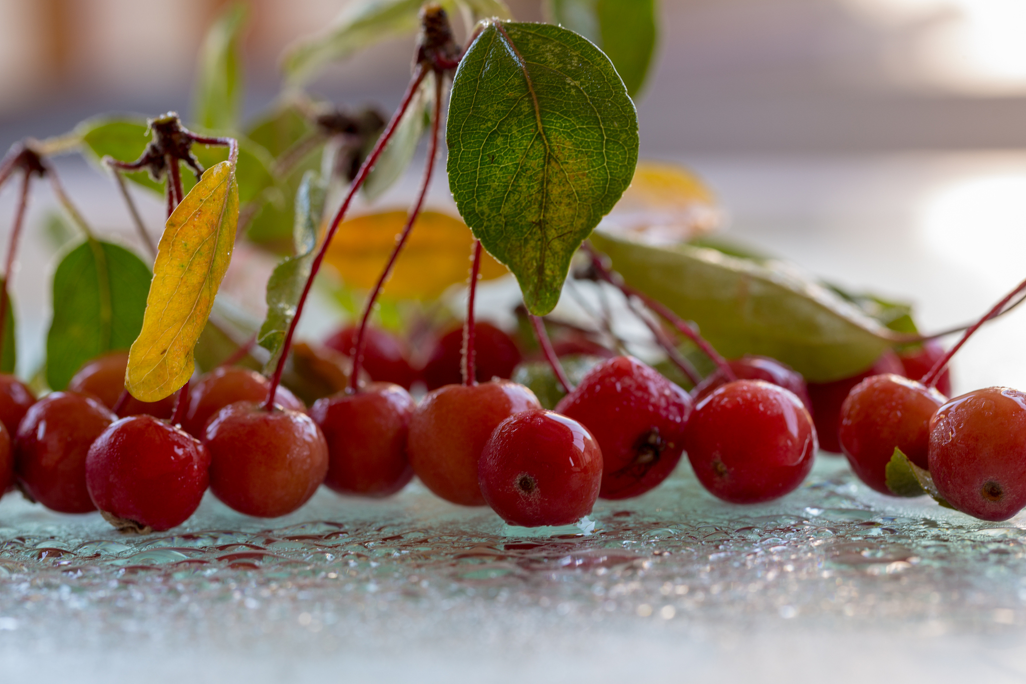 a wild red tiny apple on a white glazed ground,