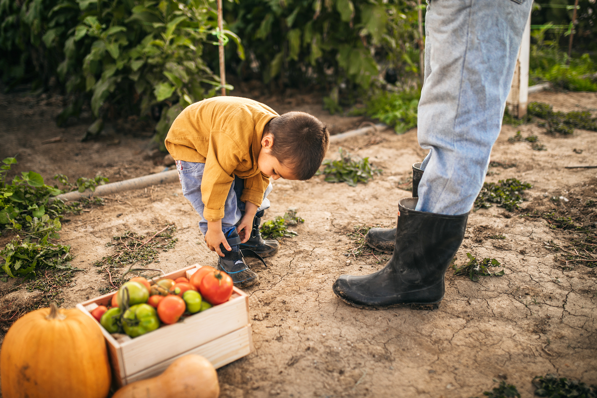 autumn harvest