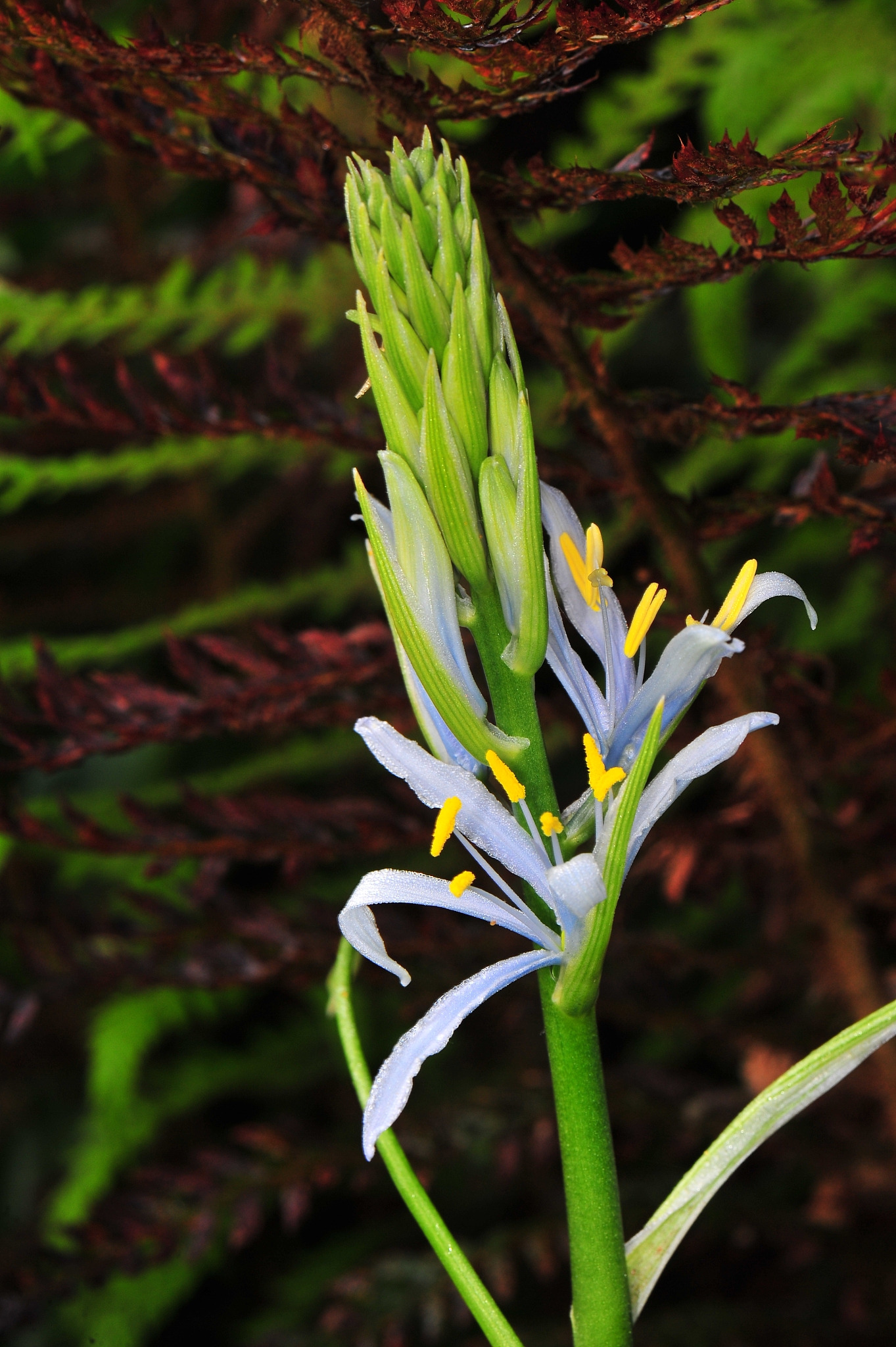 flowers in spring in parks and countryside