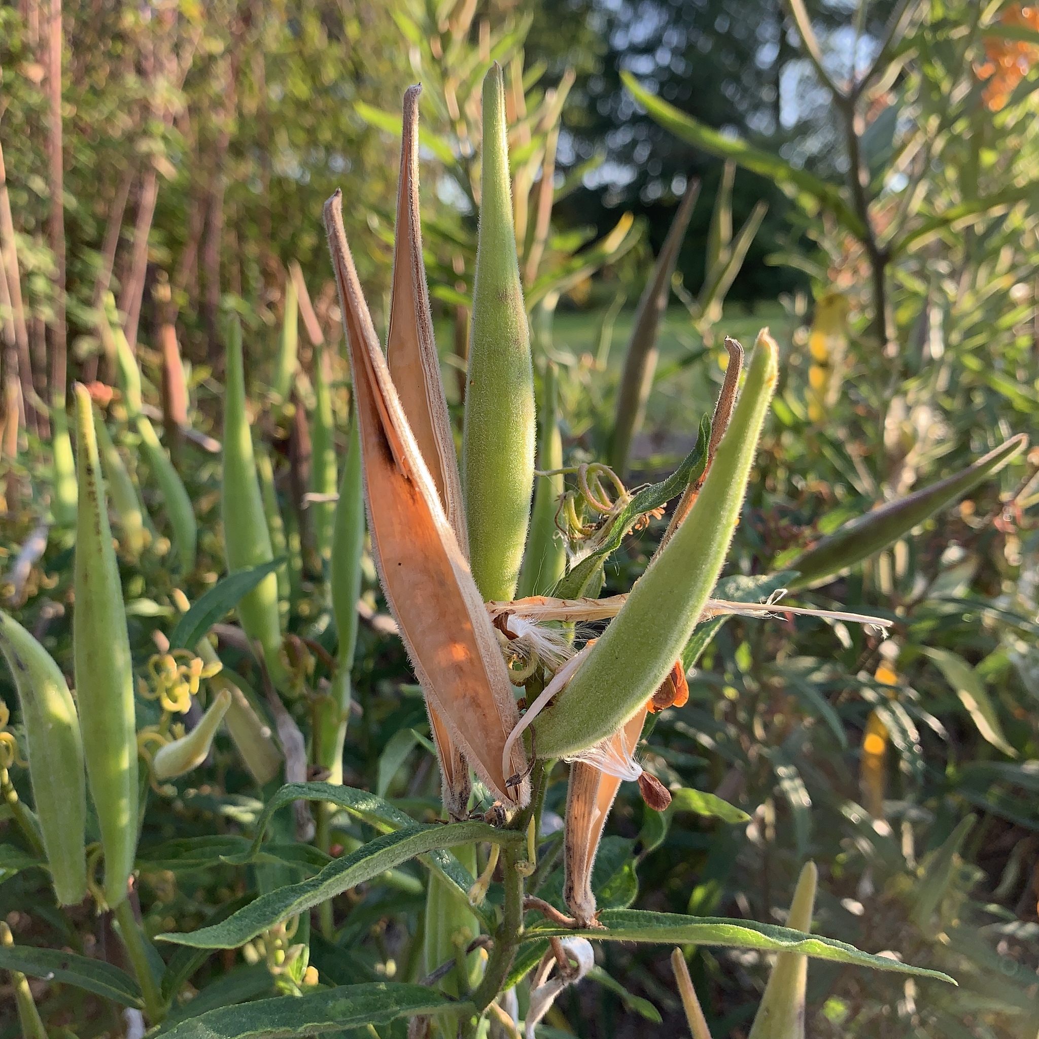 植物修复法：含油污泥治理的绿色方案