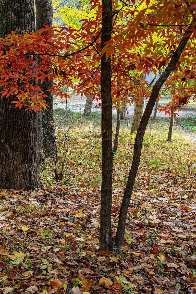秋风萧瑟枫叶飘舞思念如影随形。解释