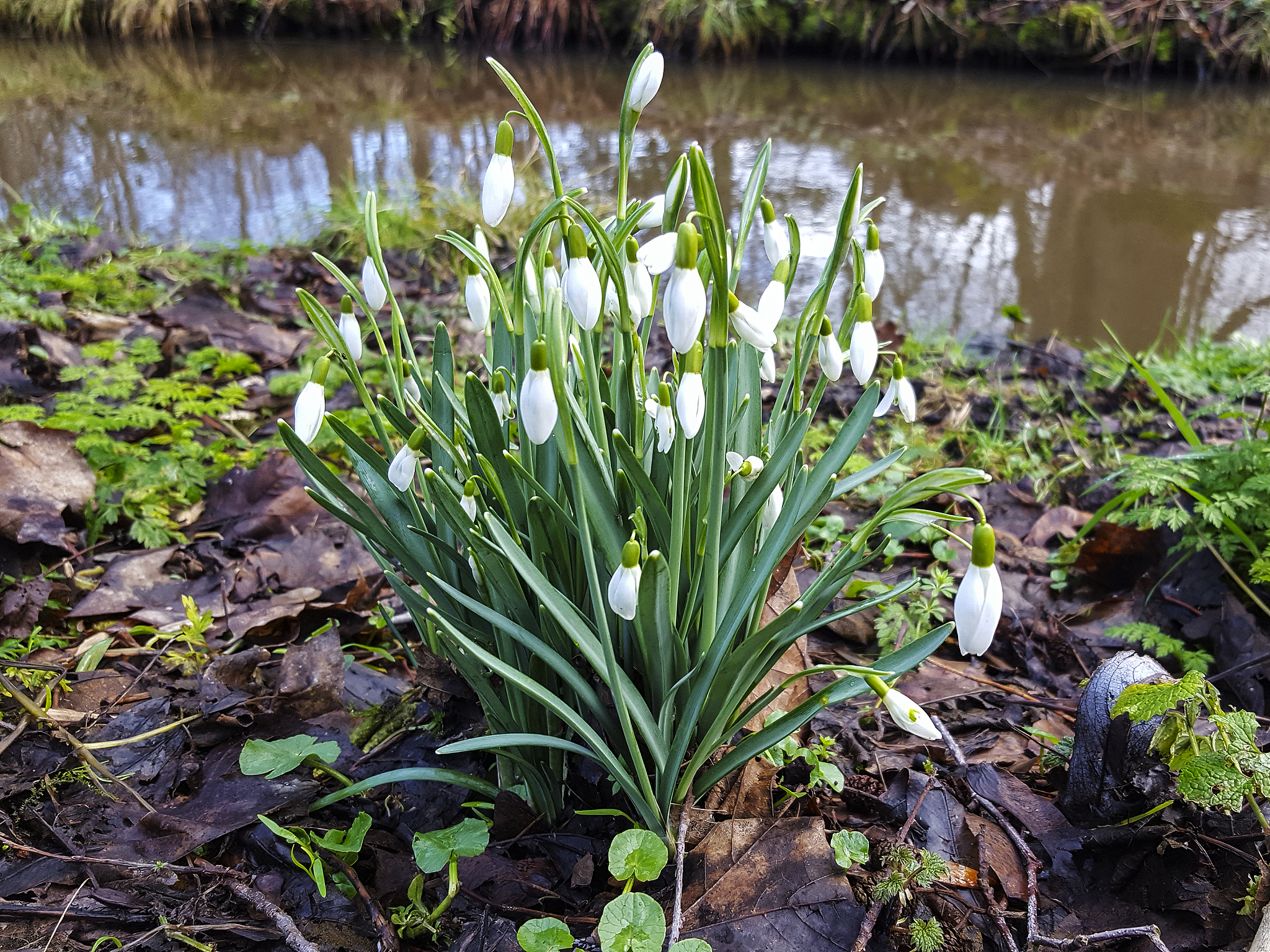 clump of flowering snowdrops